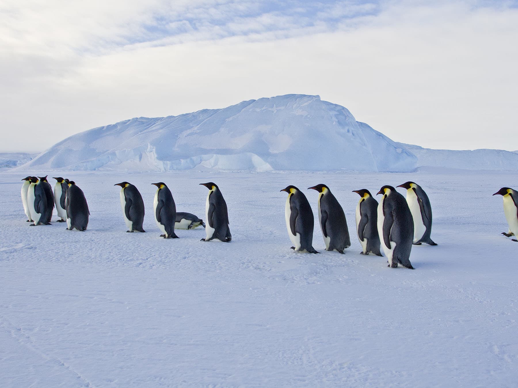 Emperor penguins walking