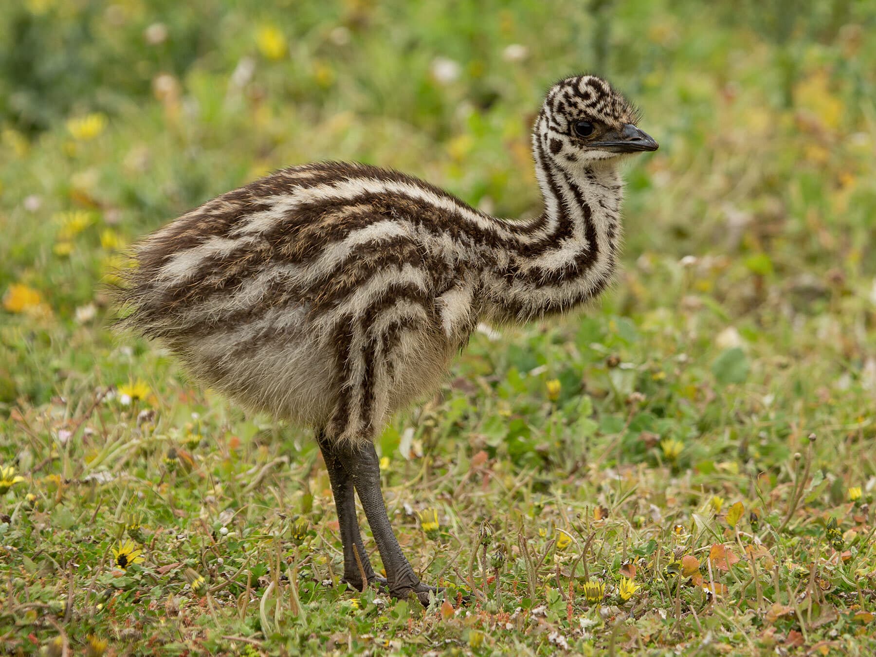 Emu chick