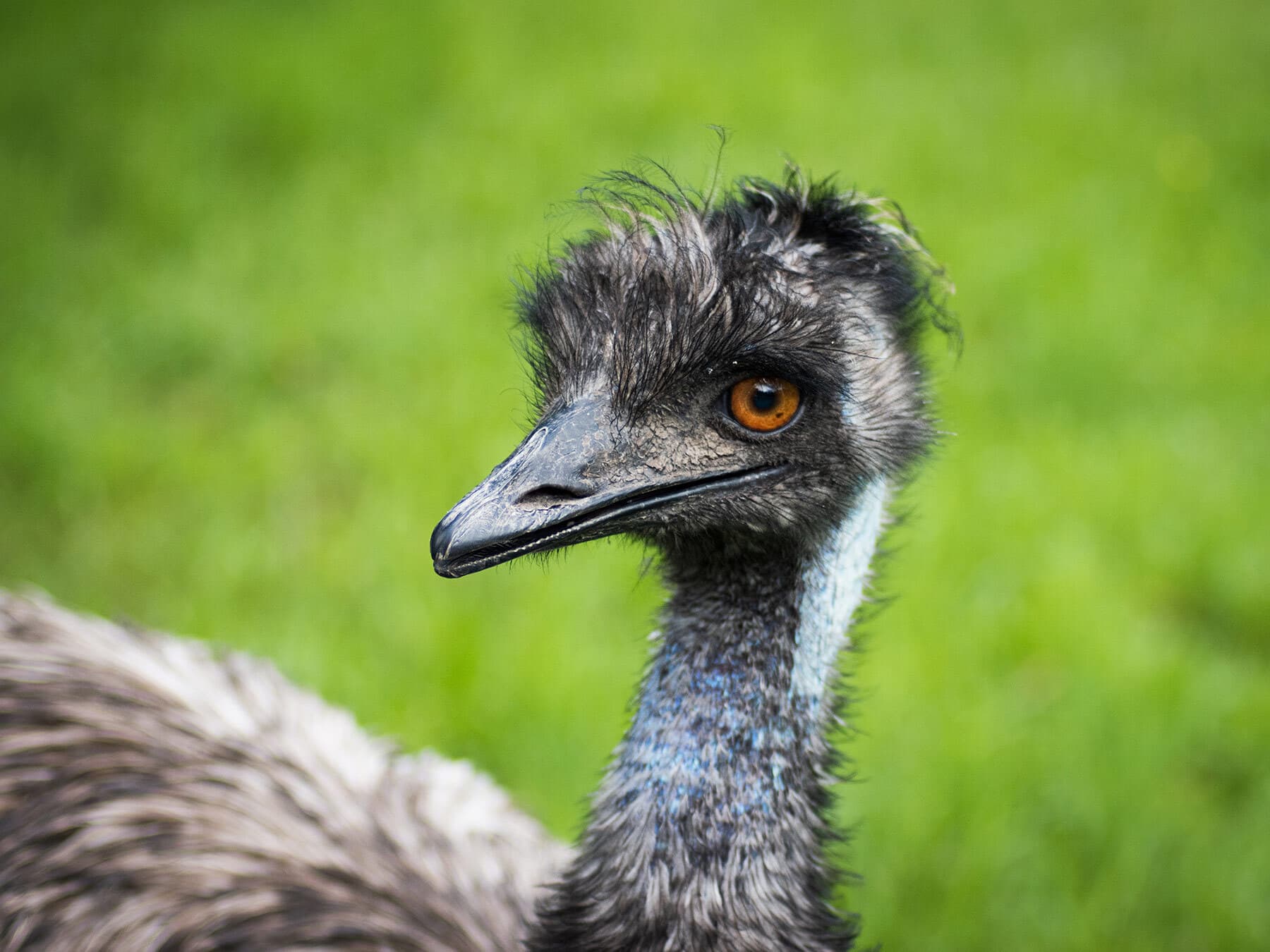 Emu close up
