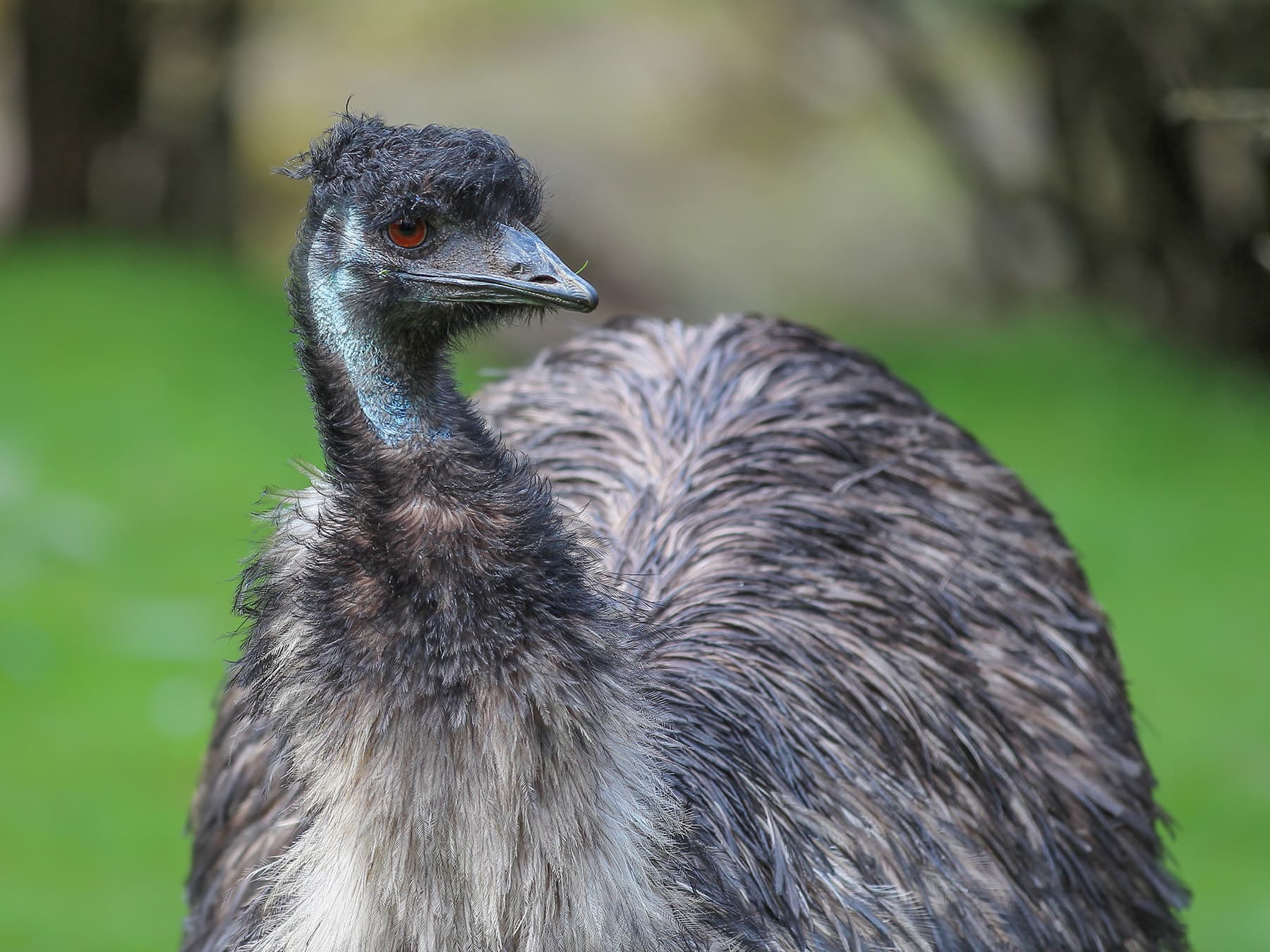 Emu close up
