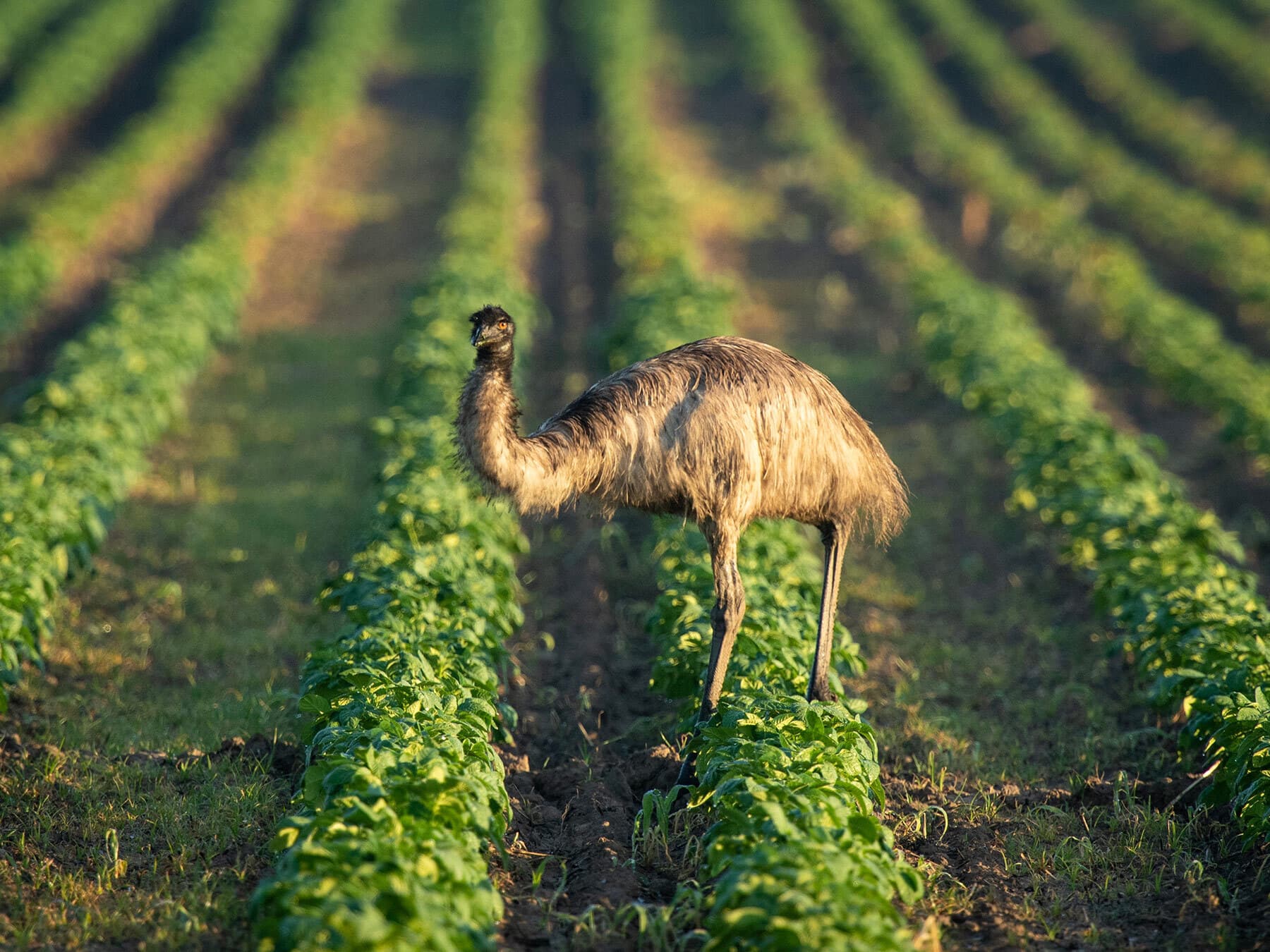 Emu eating in a paddock