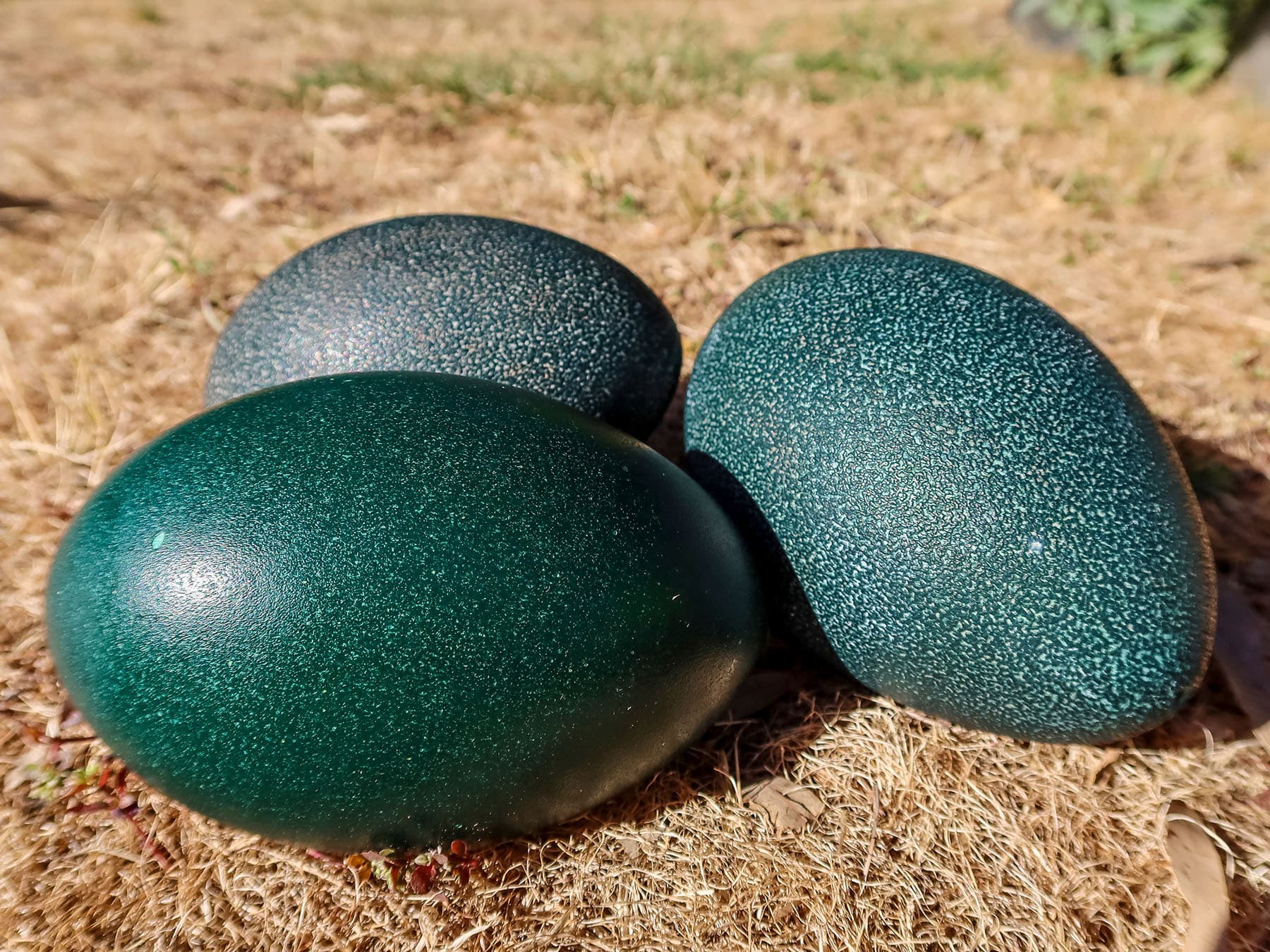 Emu eggs