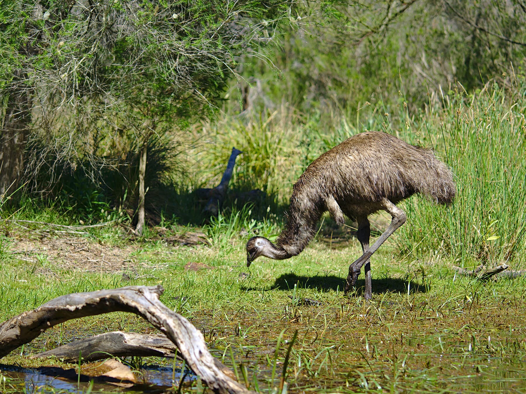 Emu foraging
