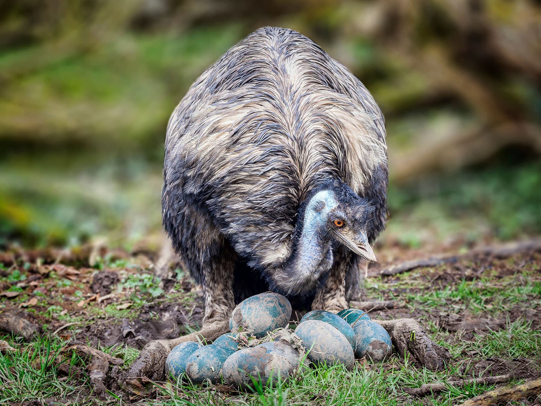 Emu incubating eggs
