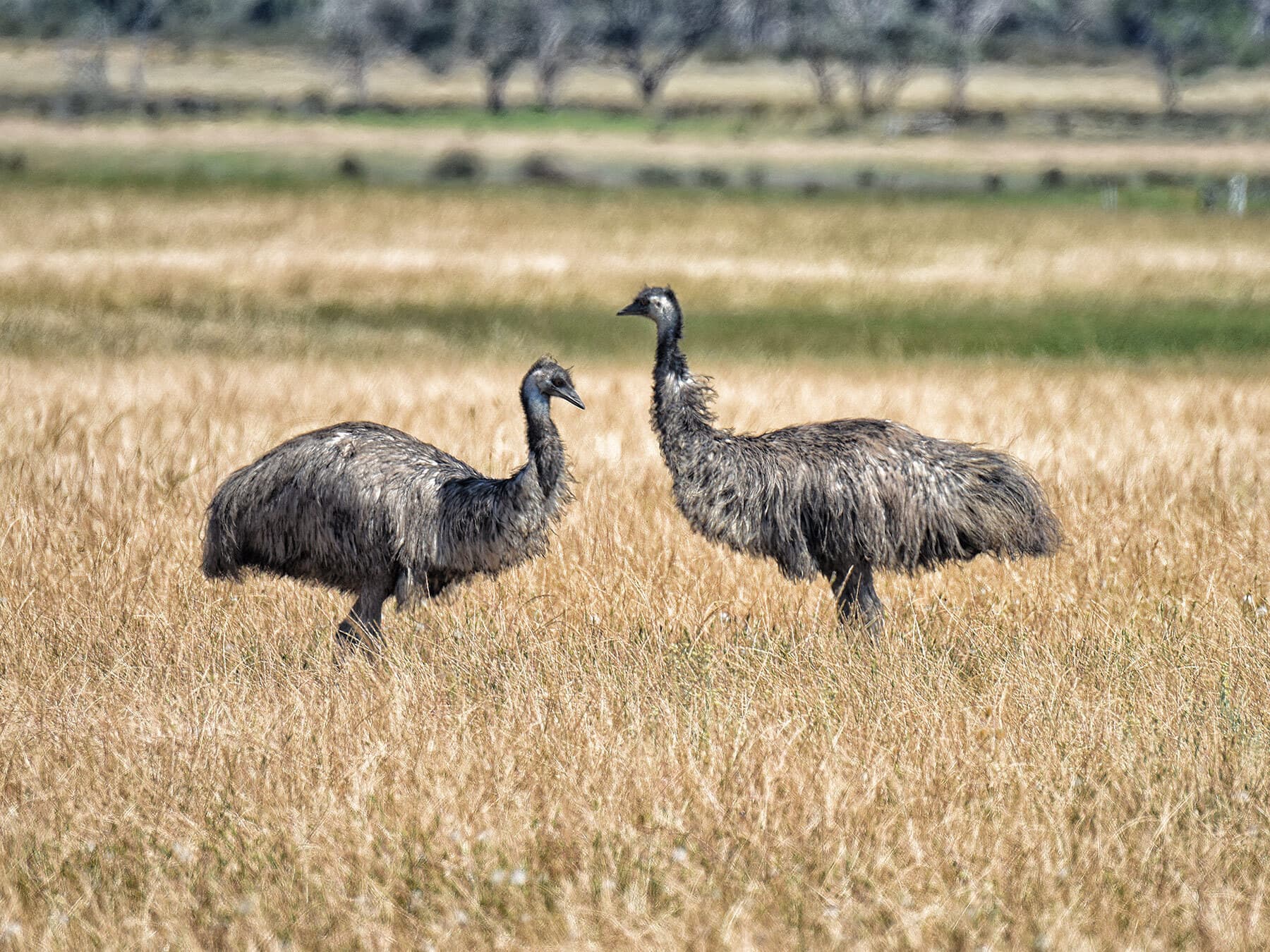Emu mating ritual