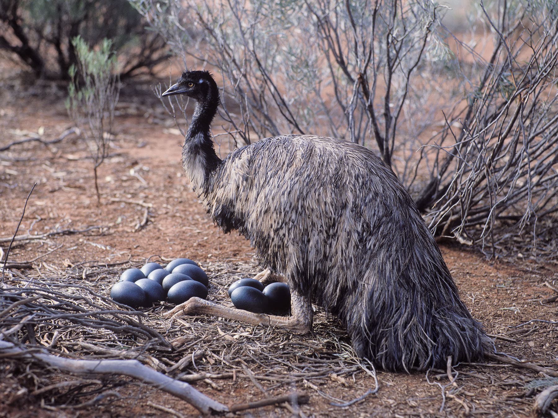 Emu nest