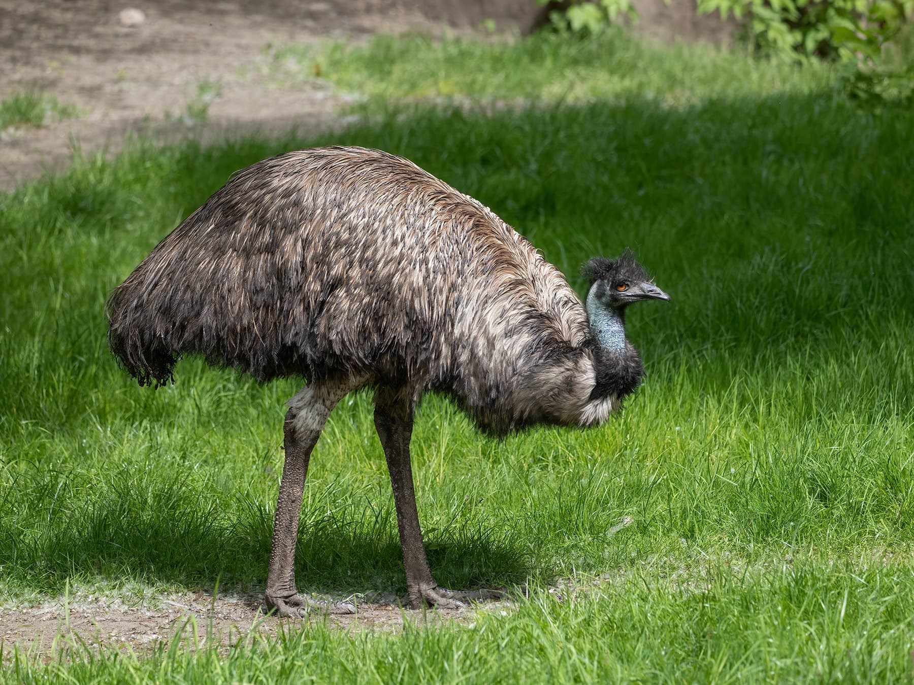 Emu on meadow