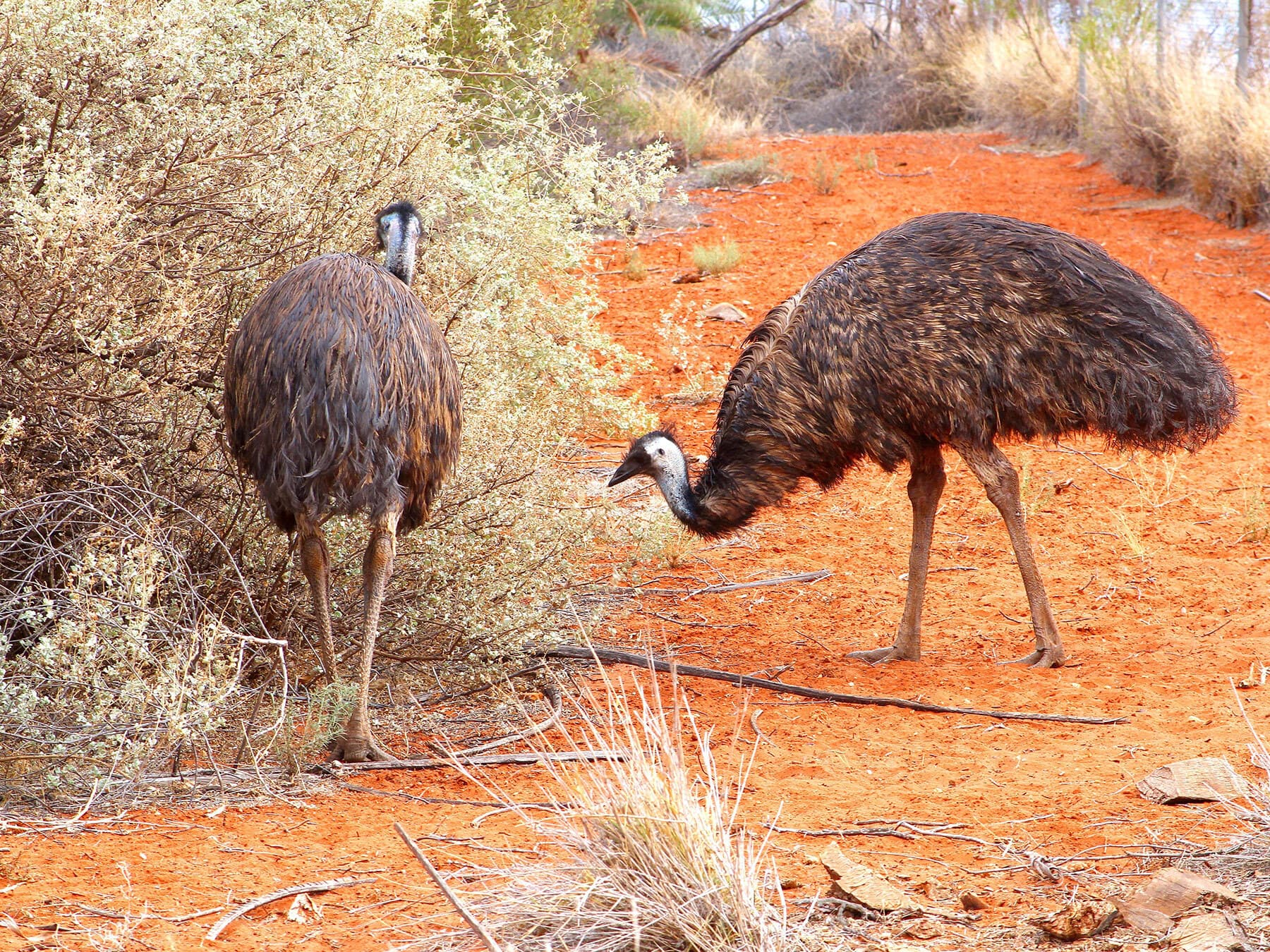 Emu pair foraging