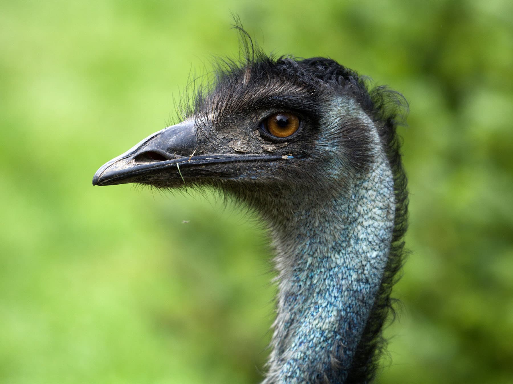 Portrait of an Emu