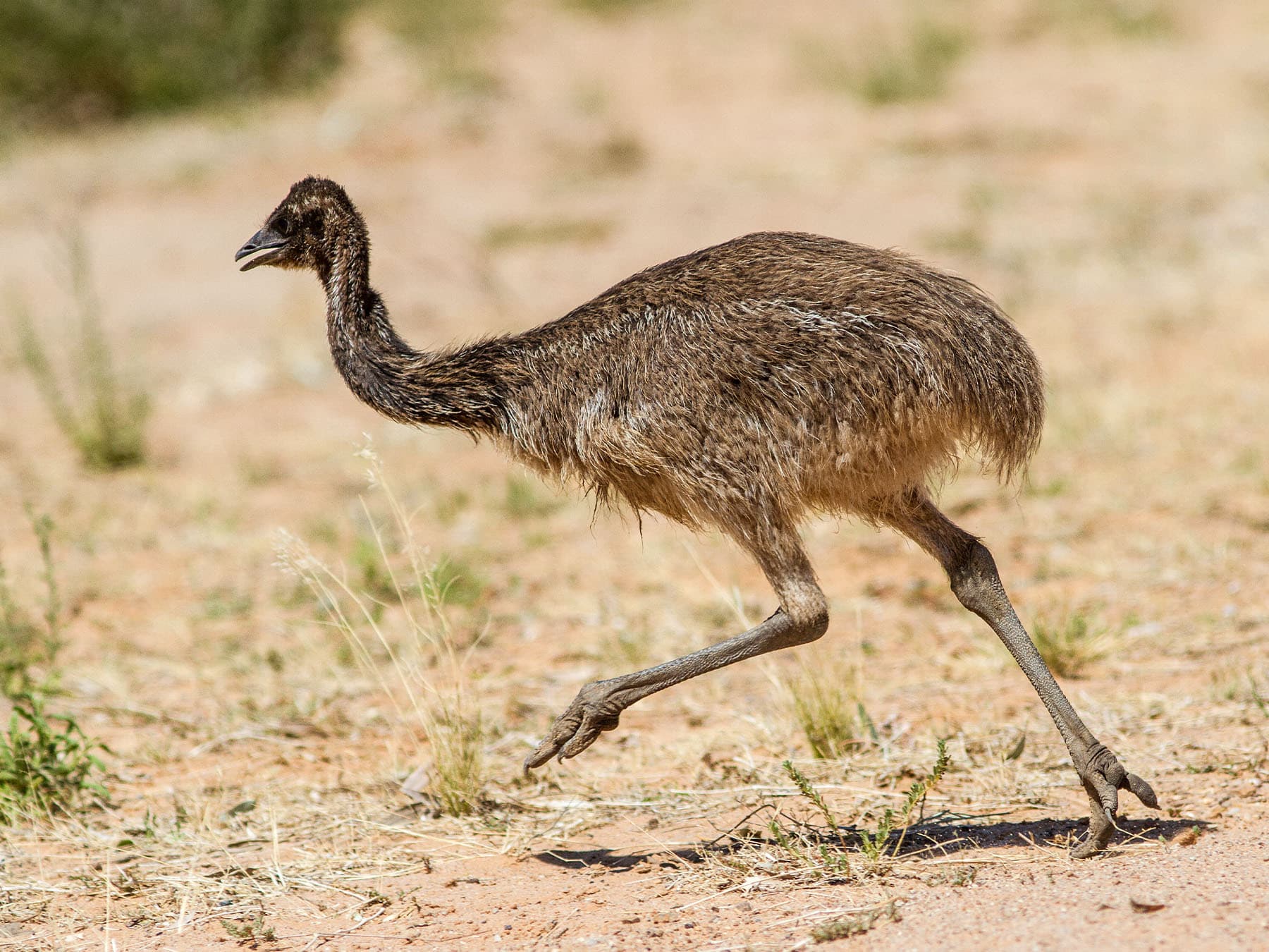 Emu running in natural habitat