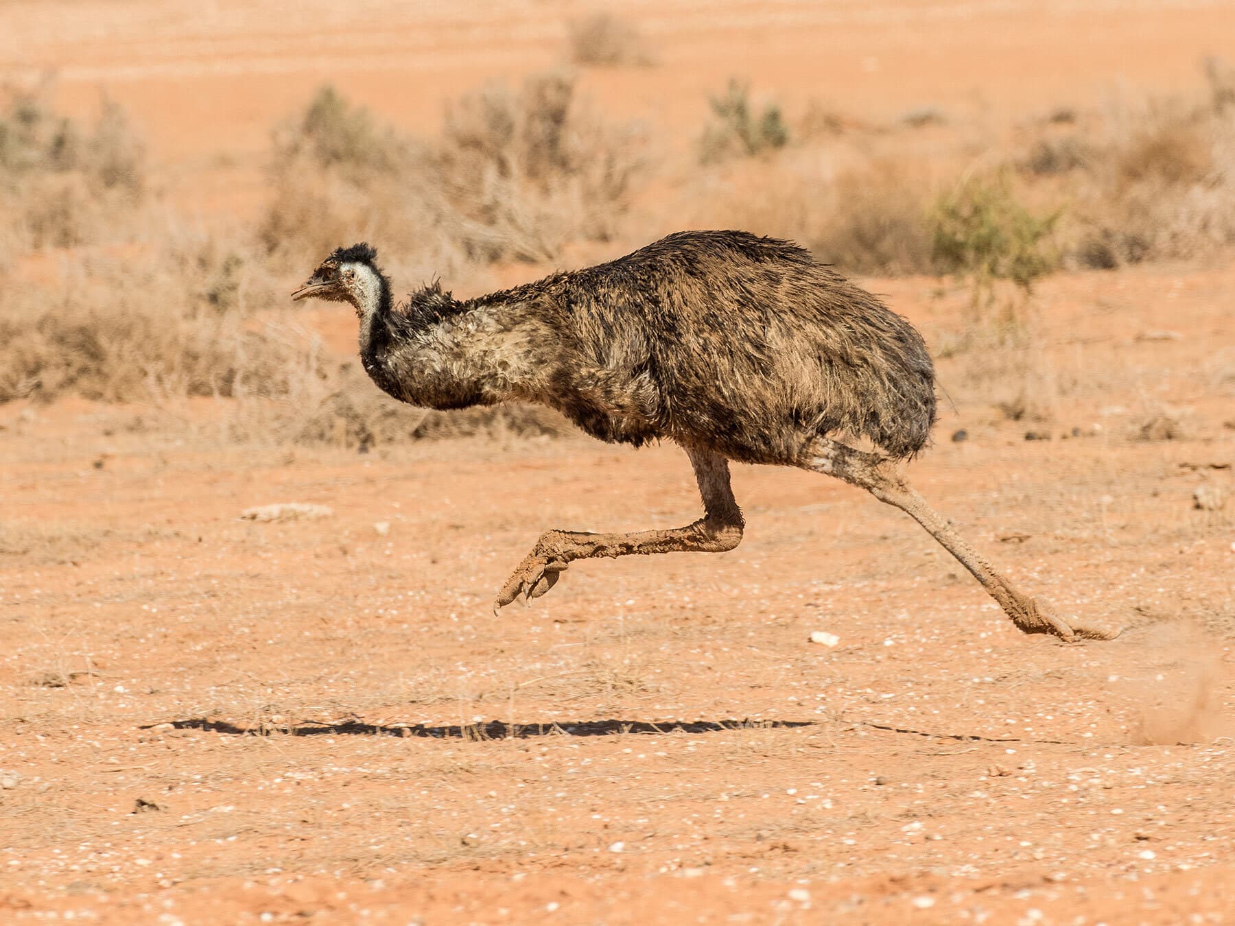 Emu running