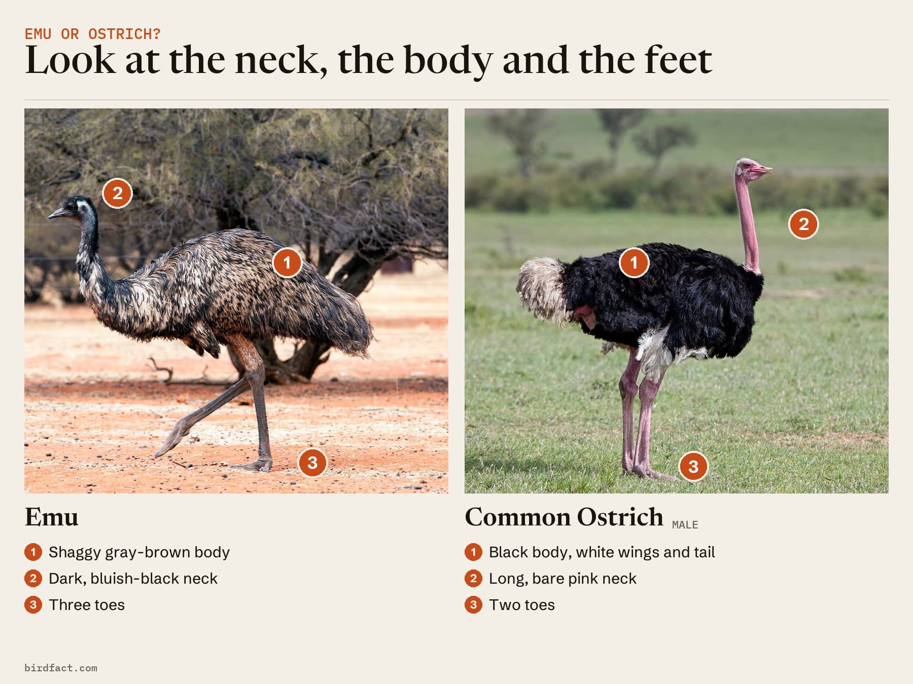 Comparison card, photos of an Emu on the left and a Common Ostrich (male) on the right, headed 'Look at the neck, the body and the feet'. Emu: shaggy gray-brown body; dark, bluish-black neck; three toes. Common Ostrich: black body, white wings and tail; long, bare pink neck; two toes.