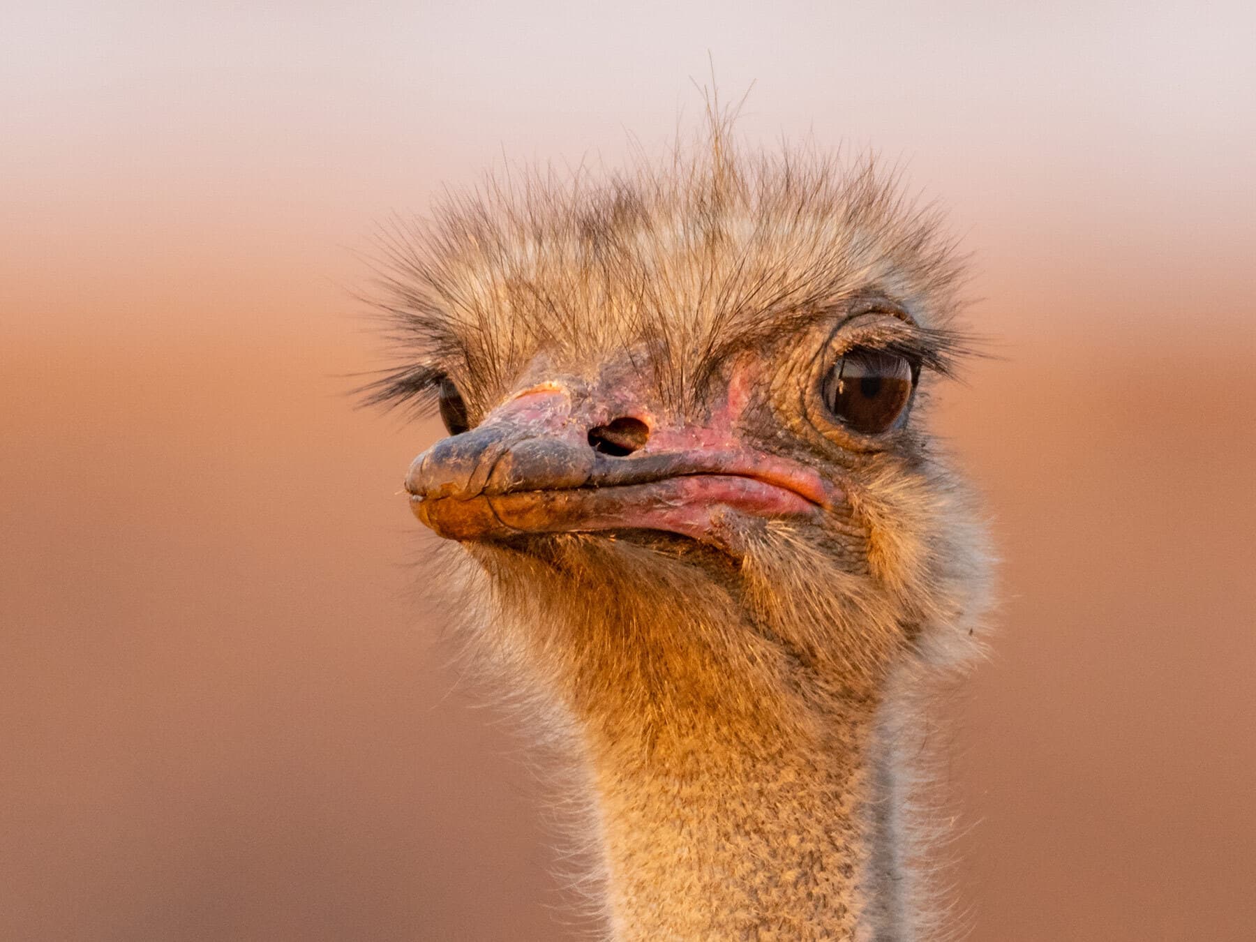 Emu or Ostrich: Spot the Difference Between These Flightless Giants