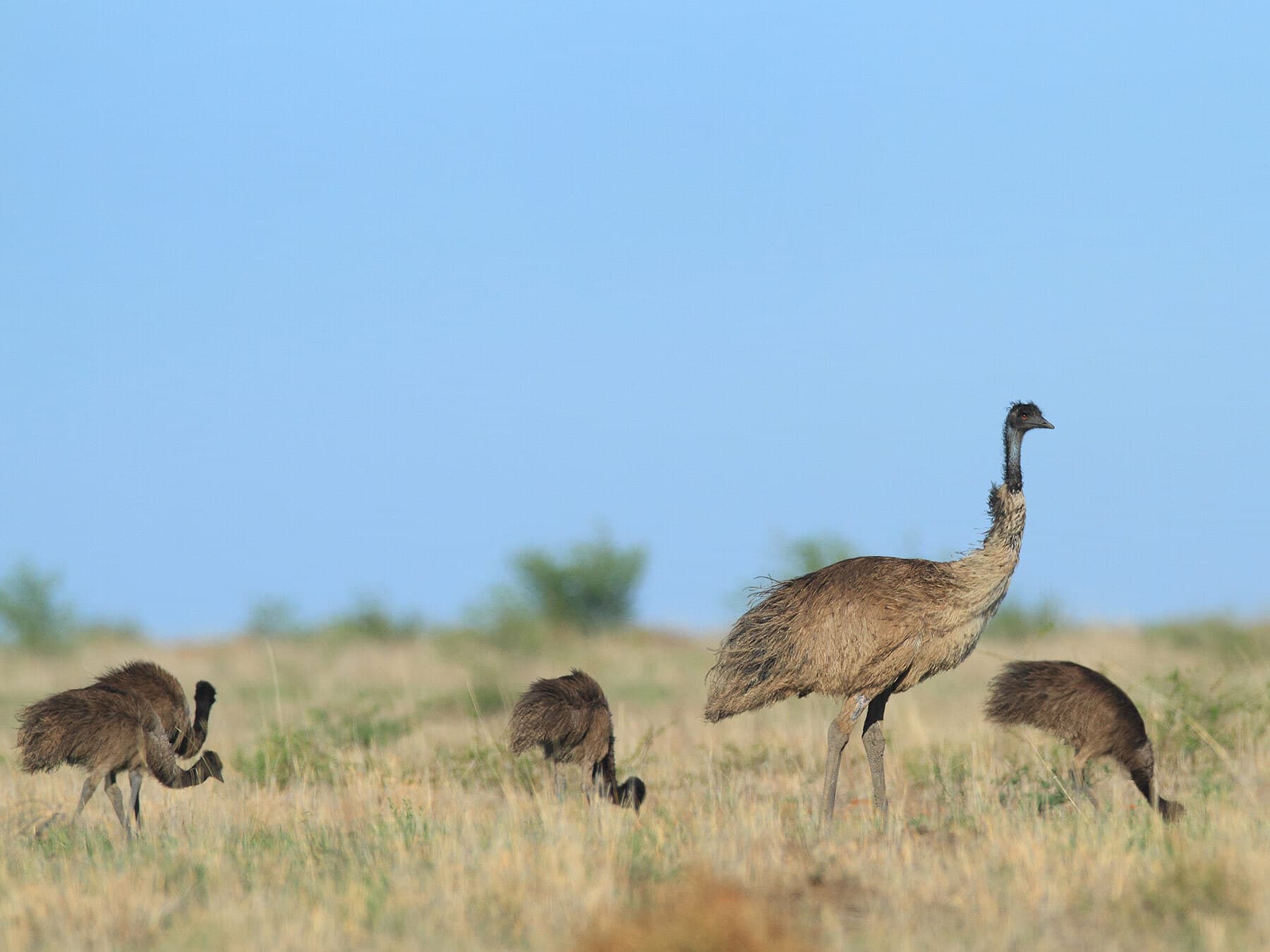 Emu with chicks