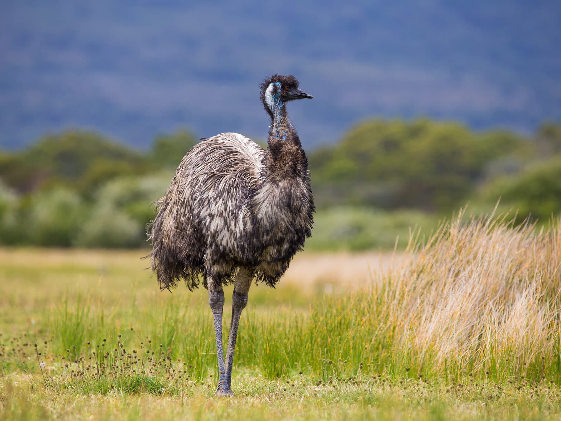 Emu