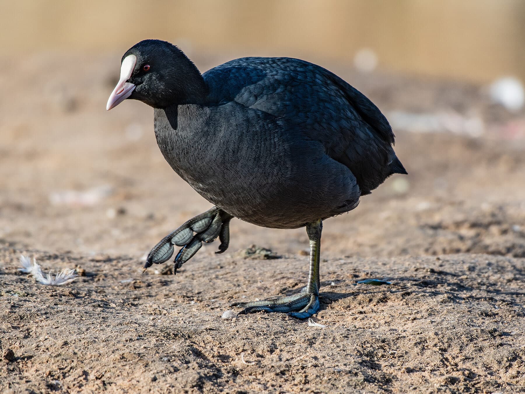 Eurasian coot 1