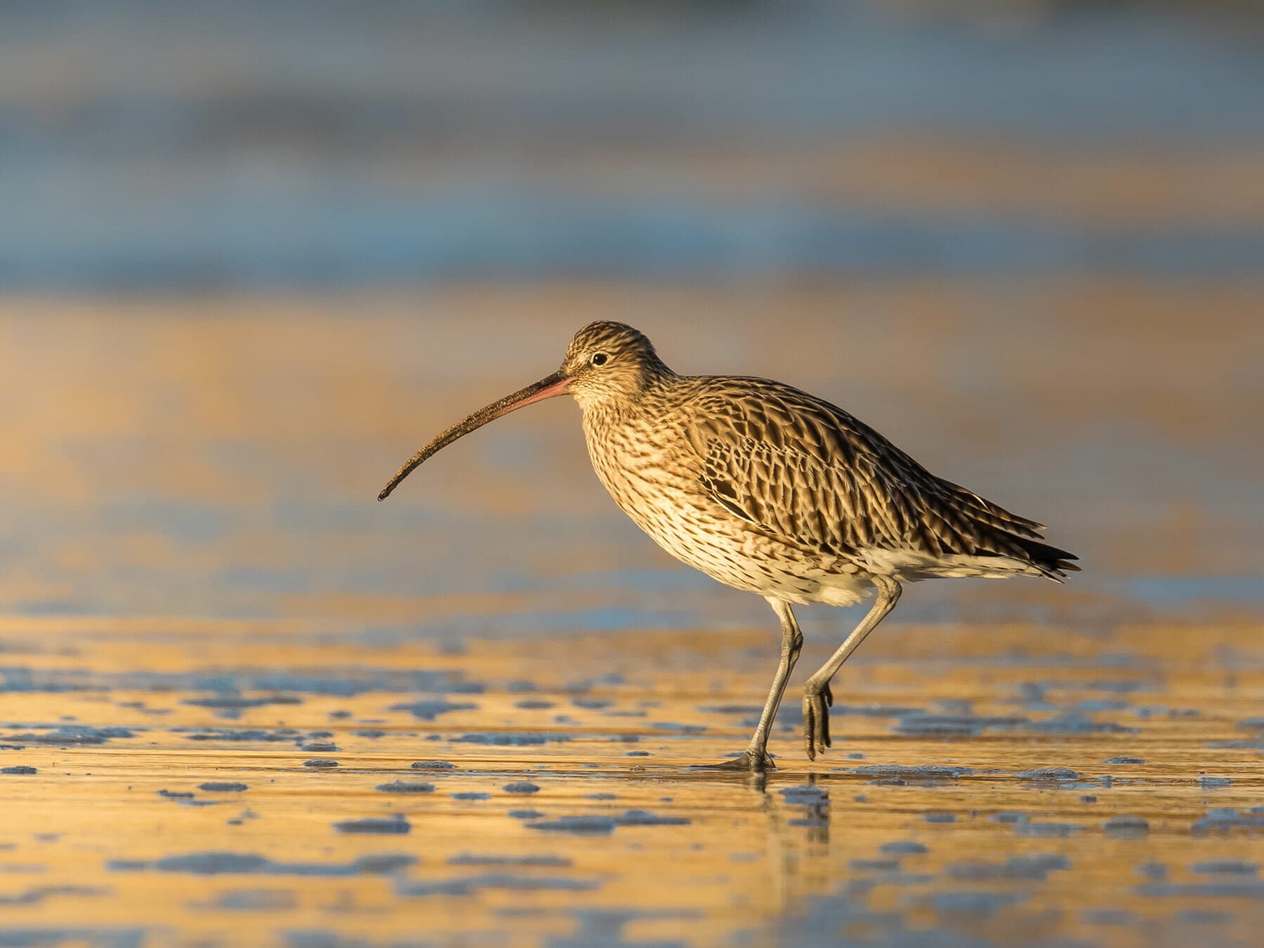 Eurasian Curlew