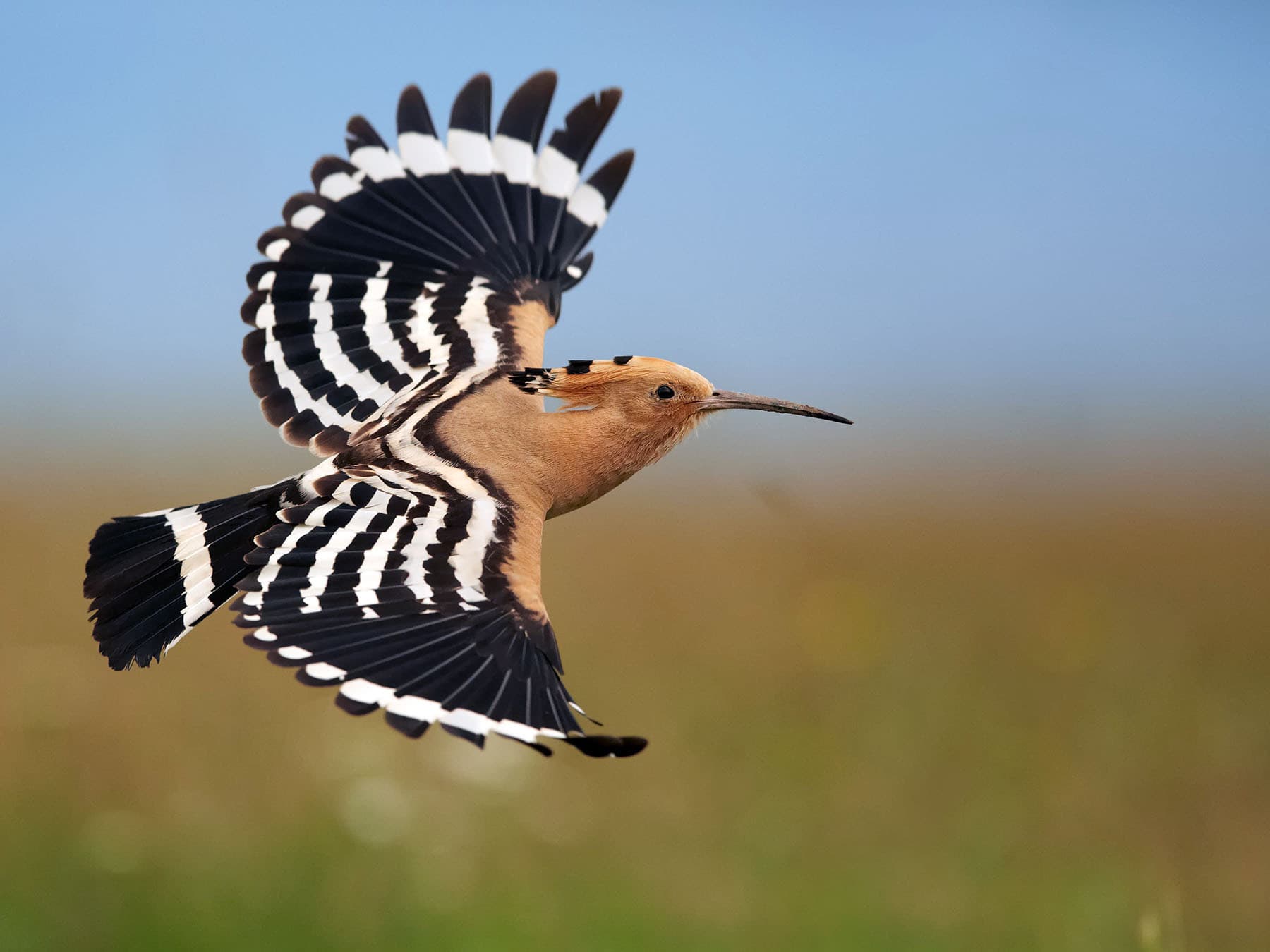 Eurasian hoopoe in flight