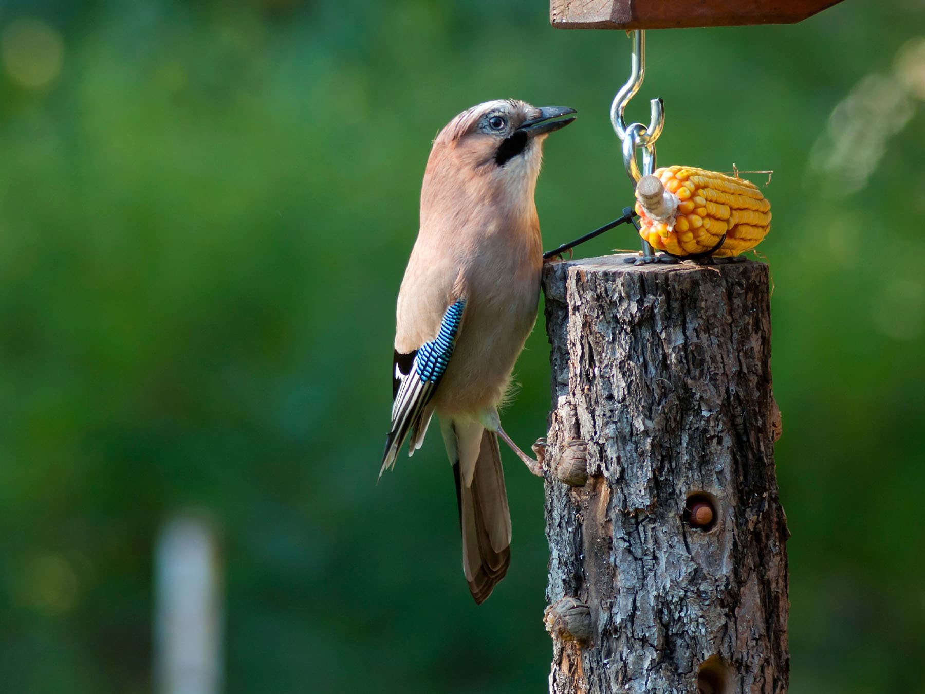 Eurasian jay feeding on corn at garden feeder