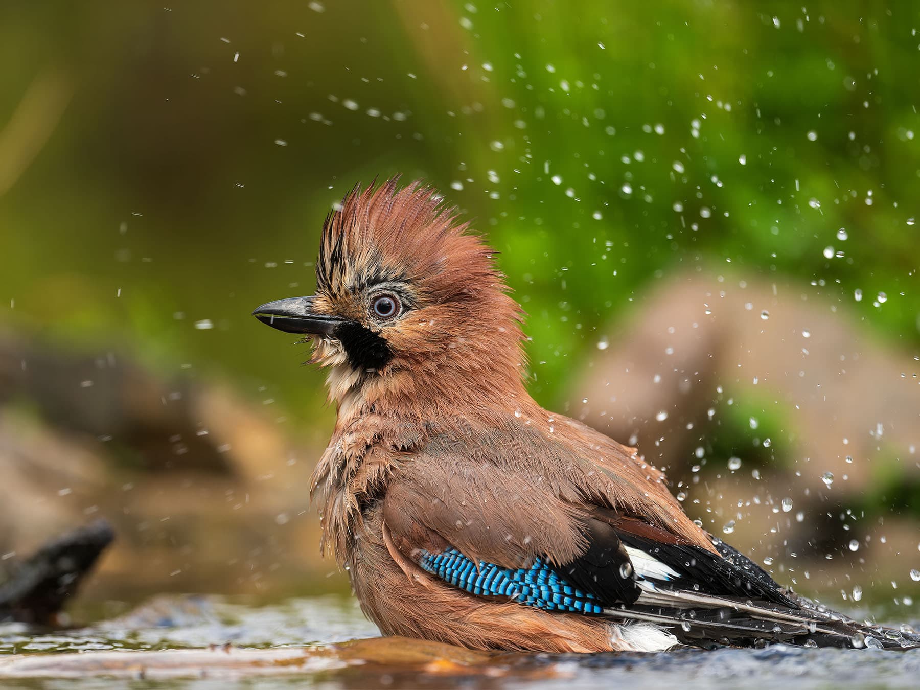 Eurasian jay having bath