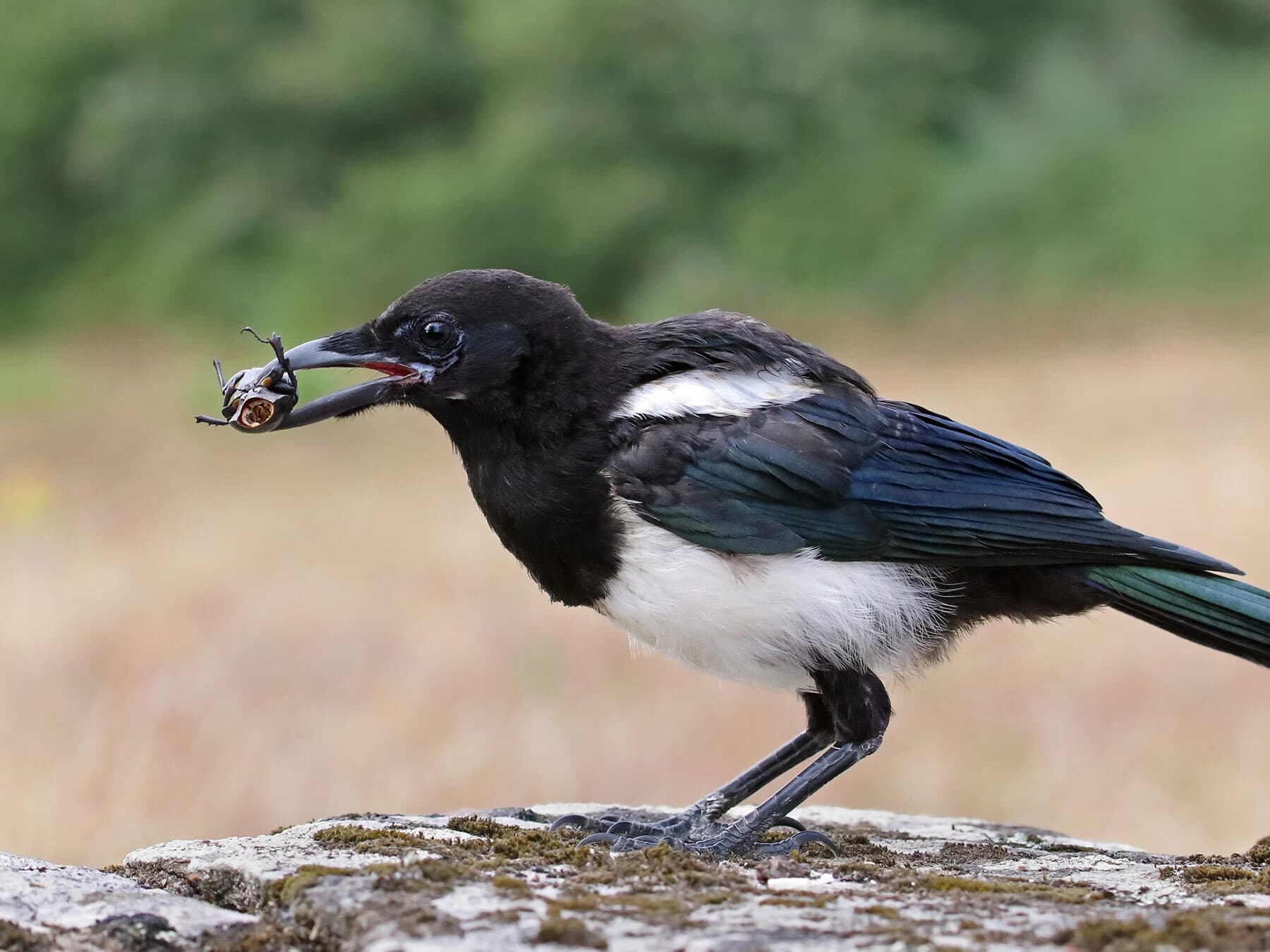 Eurasian magpie eating beetle