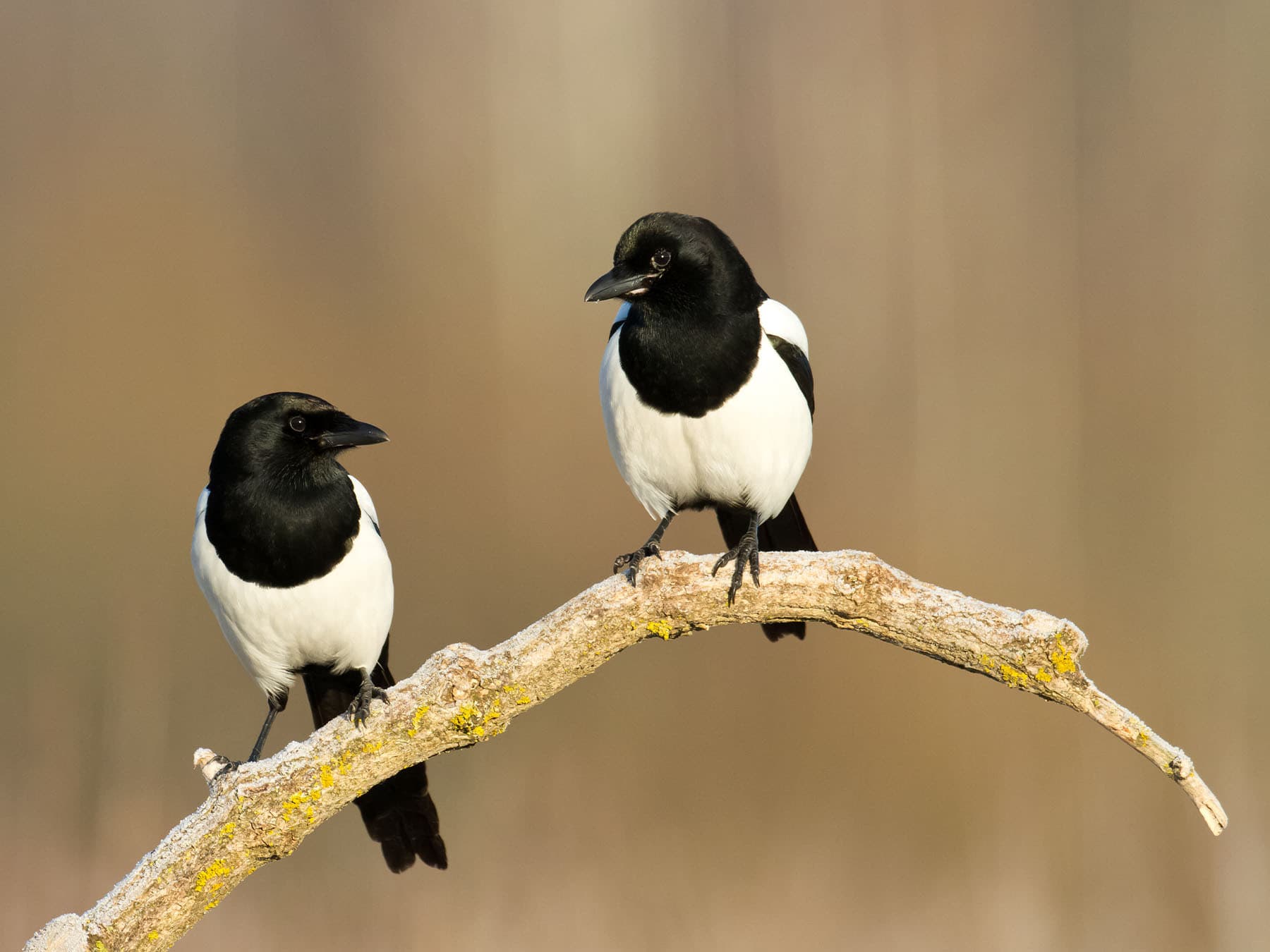 Eurasian magpie pair perched on branch