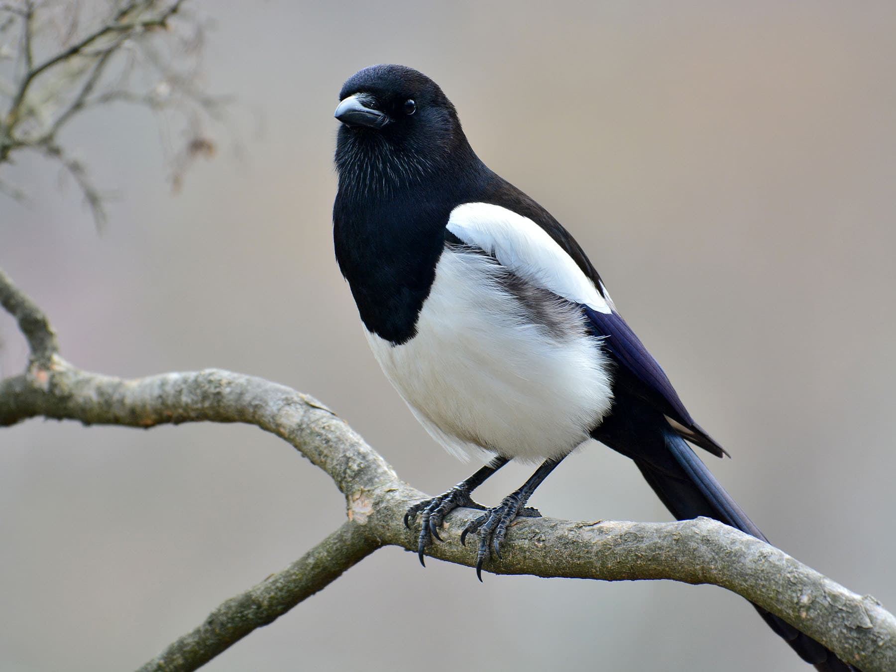 Eurasian magpie perching on branch