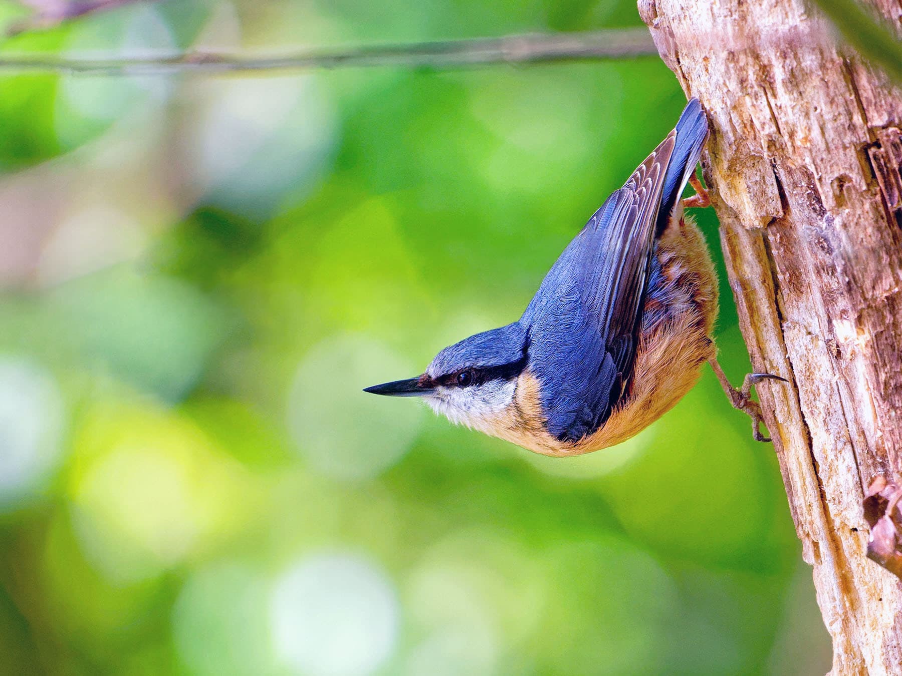 Eurasian nuthatch clinging to tree trunk