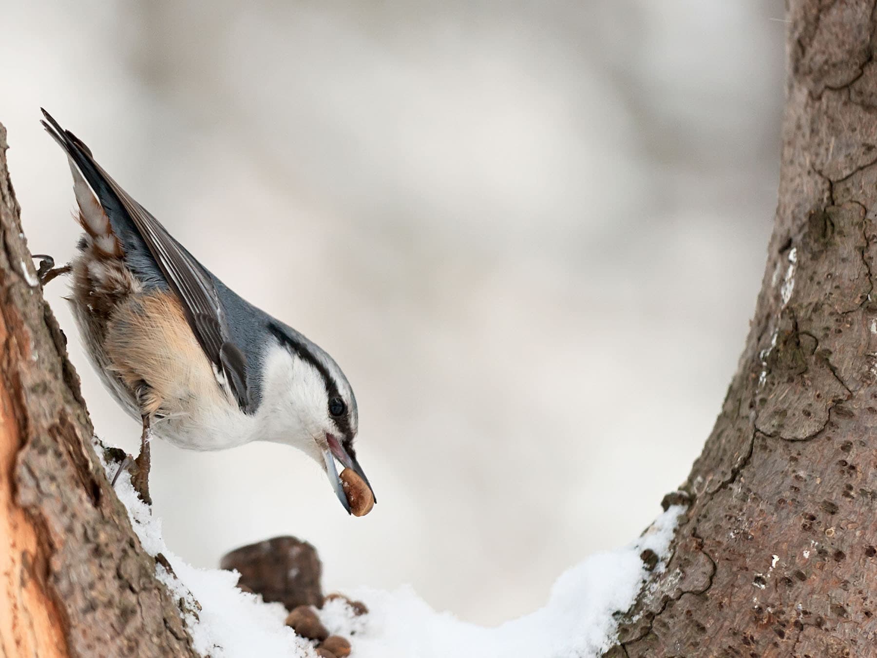 Eurasian nuthatch with cedar nut in beak