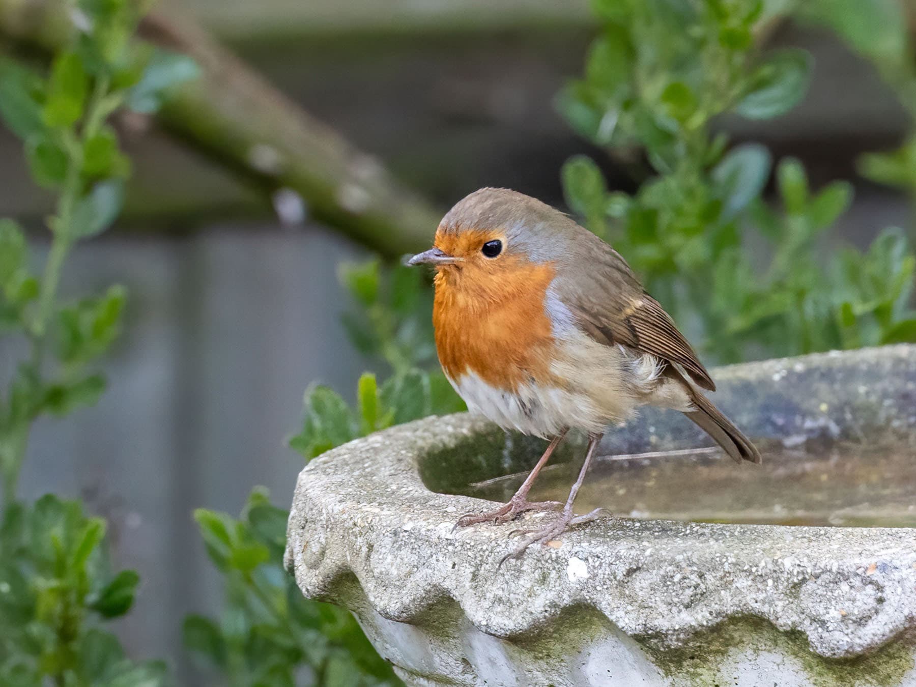 Eurasian robin perching on edge of cement bird bath