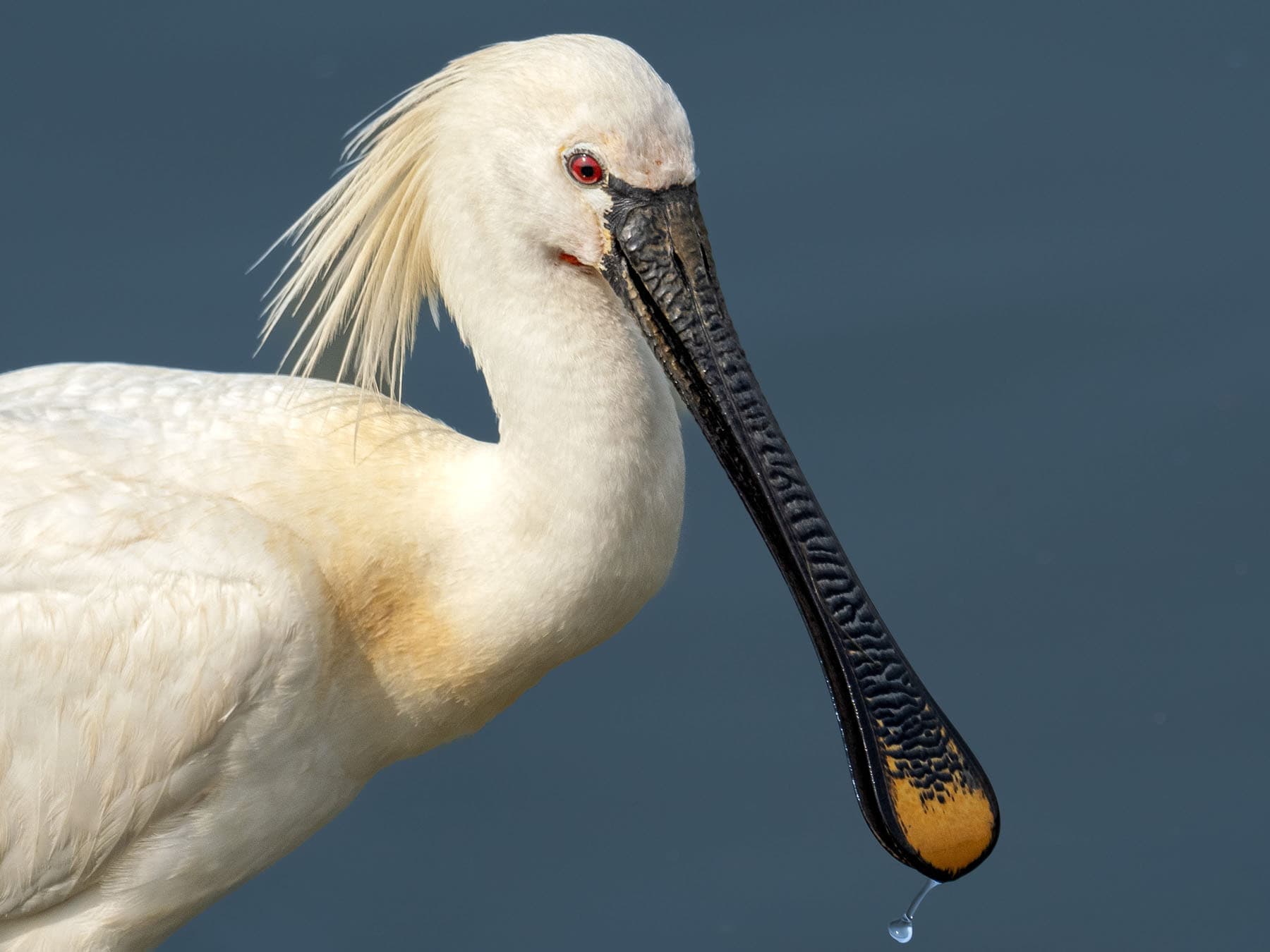 Eurasian spoonbill portrait