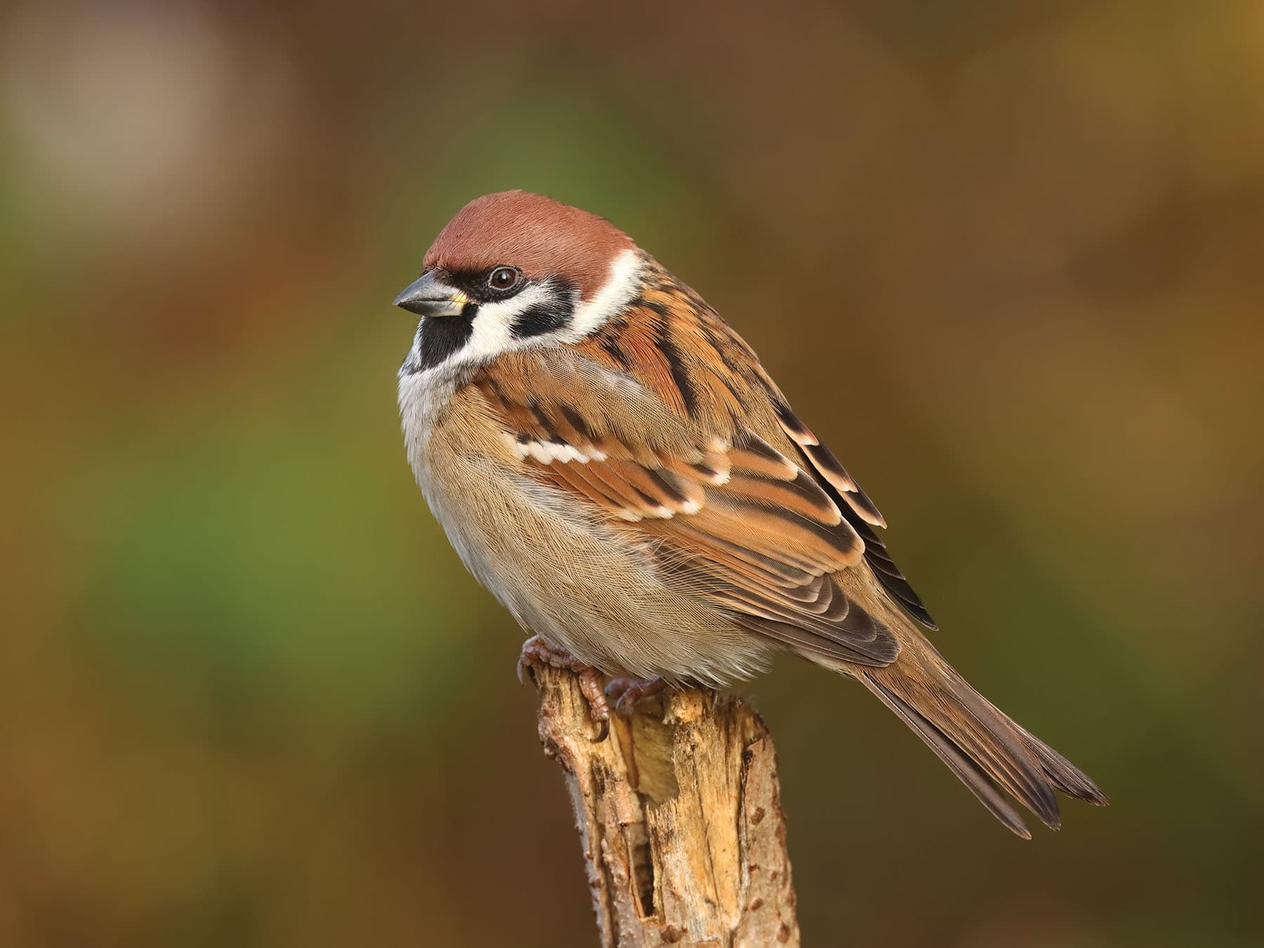 Eurasian Tree Sparrow
