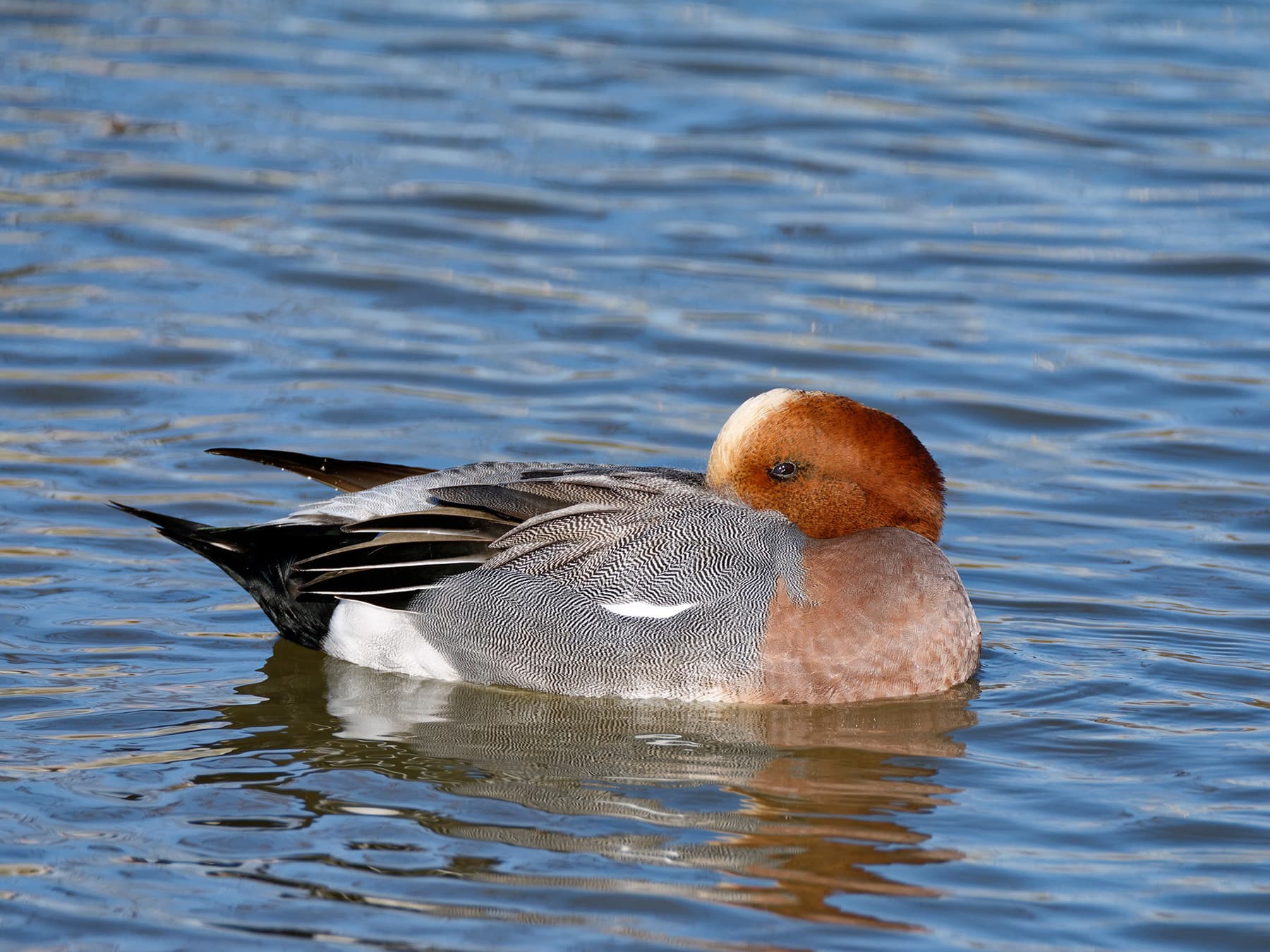Eurasian wigeon roosting on water