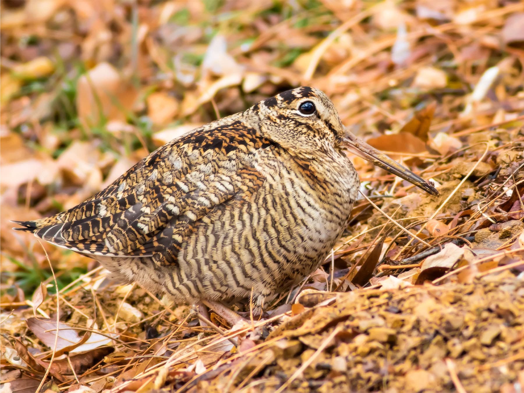 Eurasian woodcock foraging