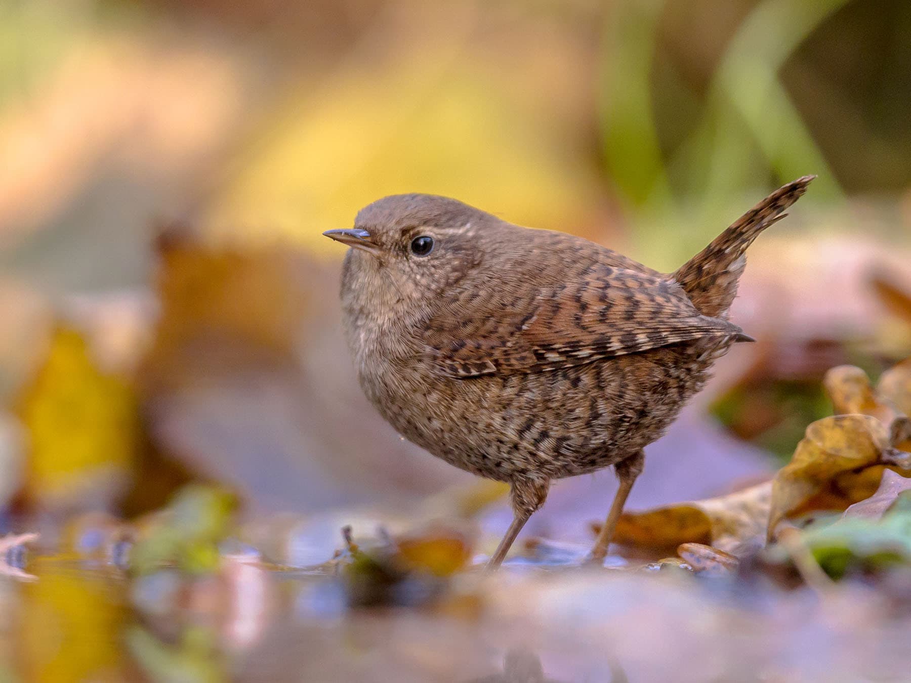 A Wren standing among fallen leaves, tail half cocked