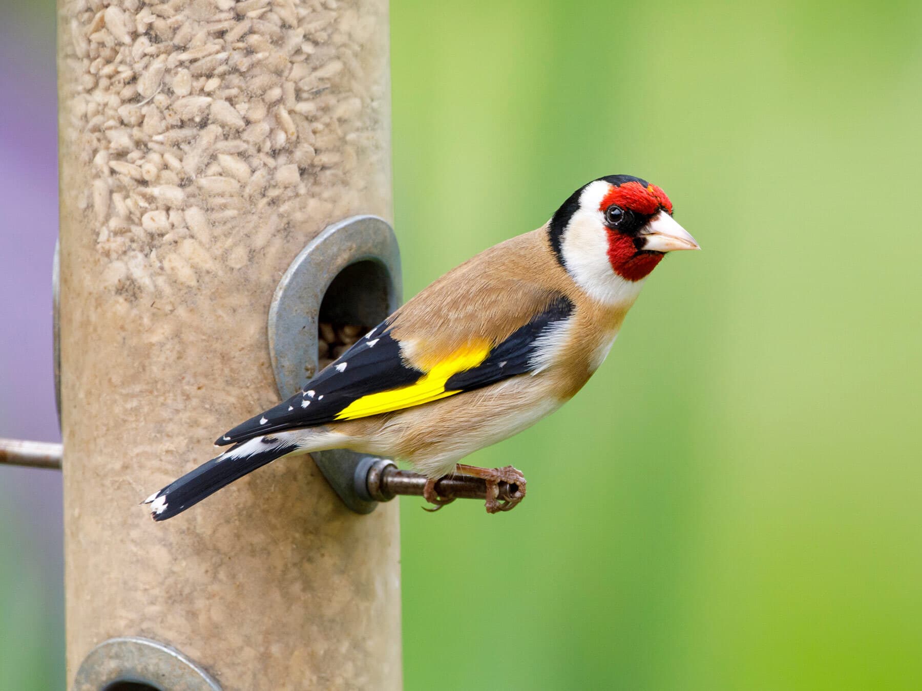 European goldfinch at feeder