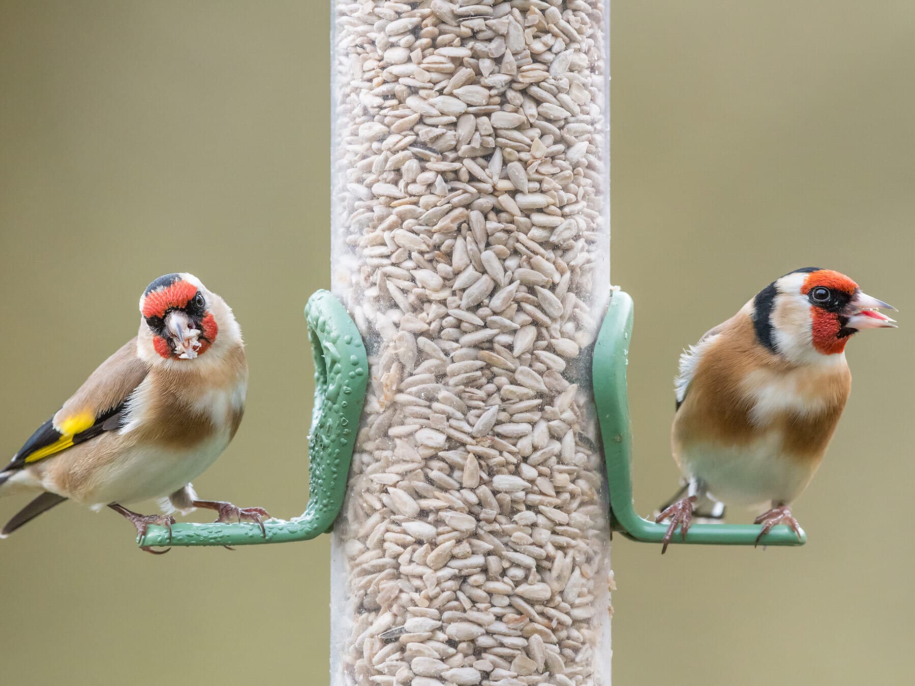 European goldfinches eating sunflower hearts