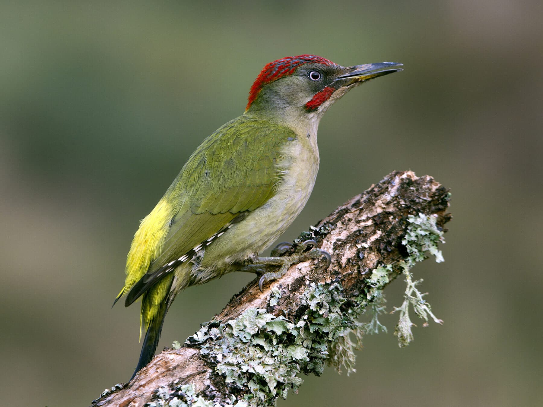 European Green Woodpecker perched on a branch