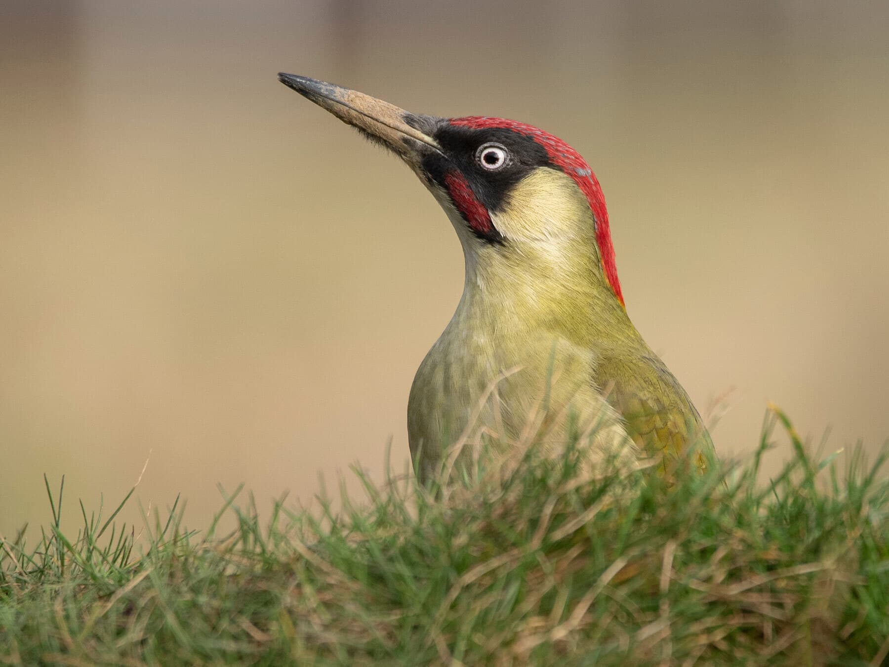 Close up of a European Green Woodpecker