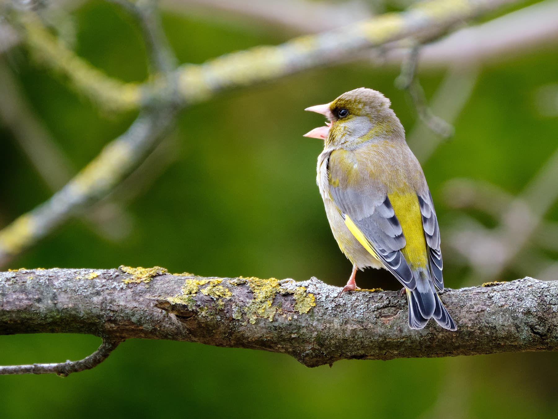 European greenfincperched on branch singing