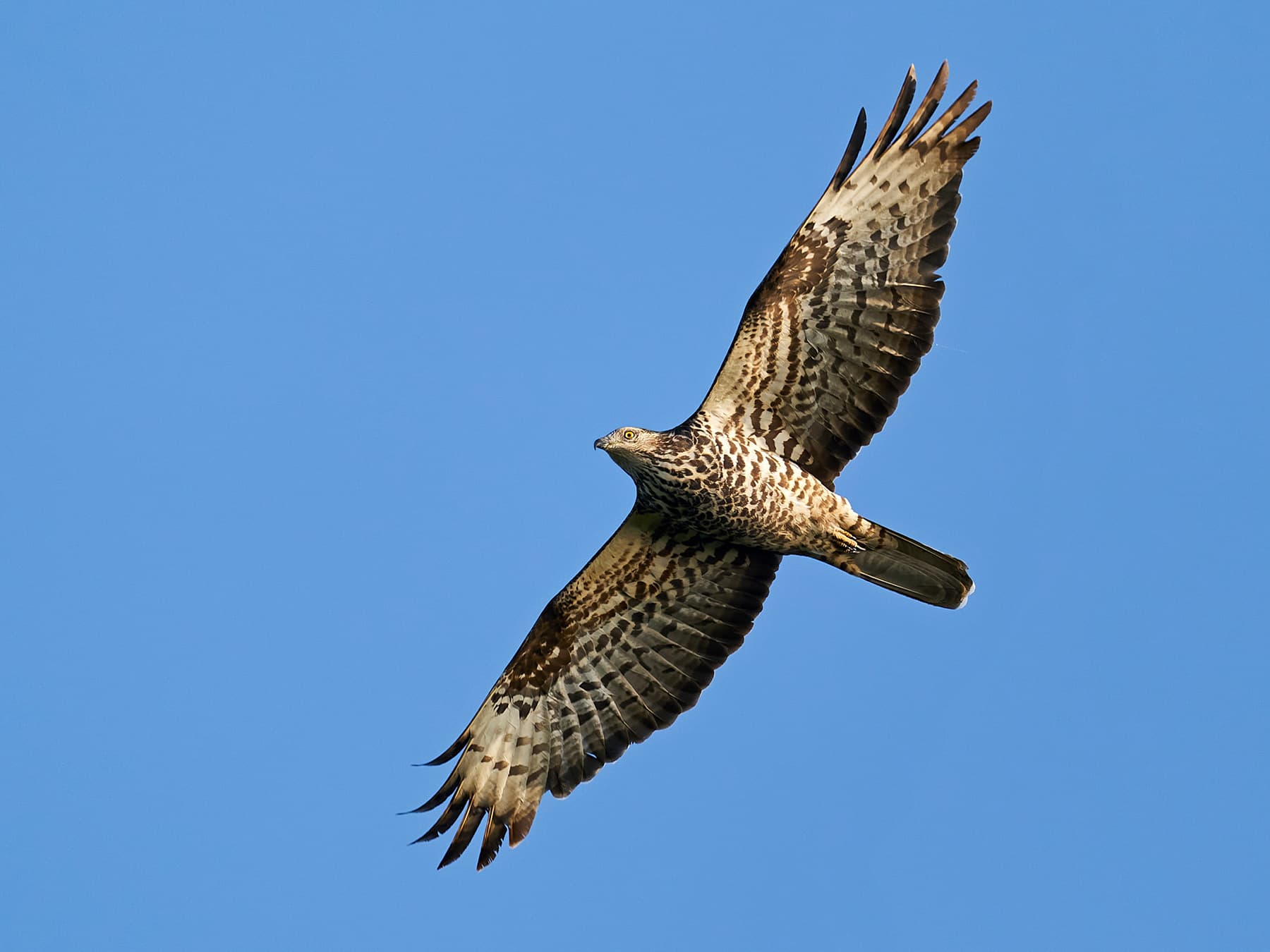 European honey buzzard in flight blue sky