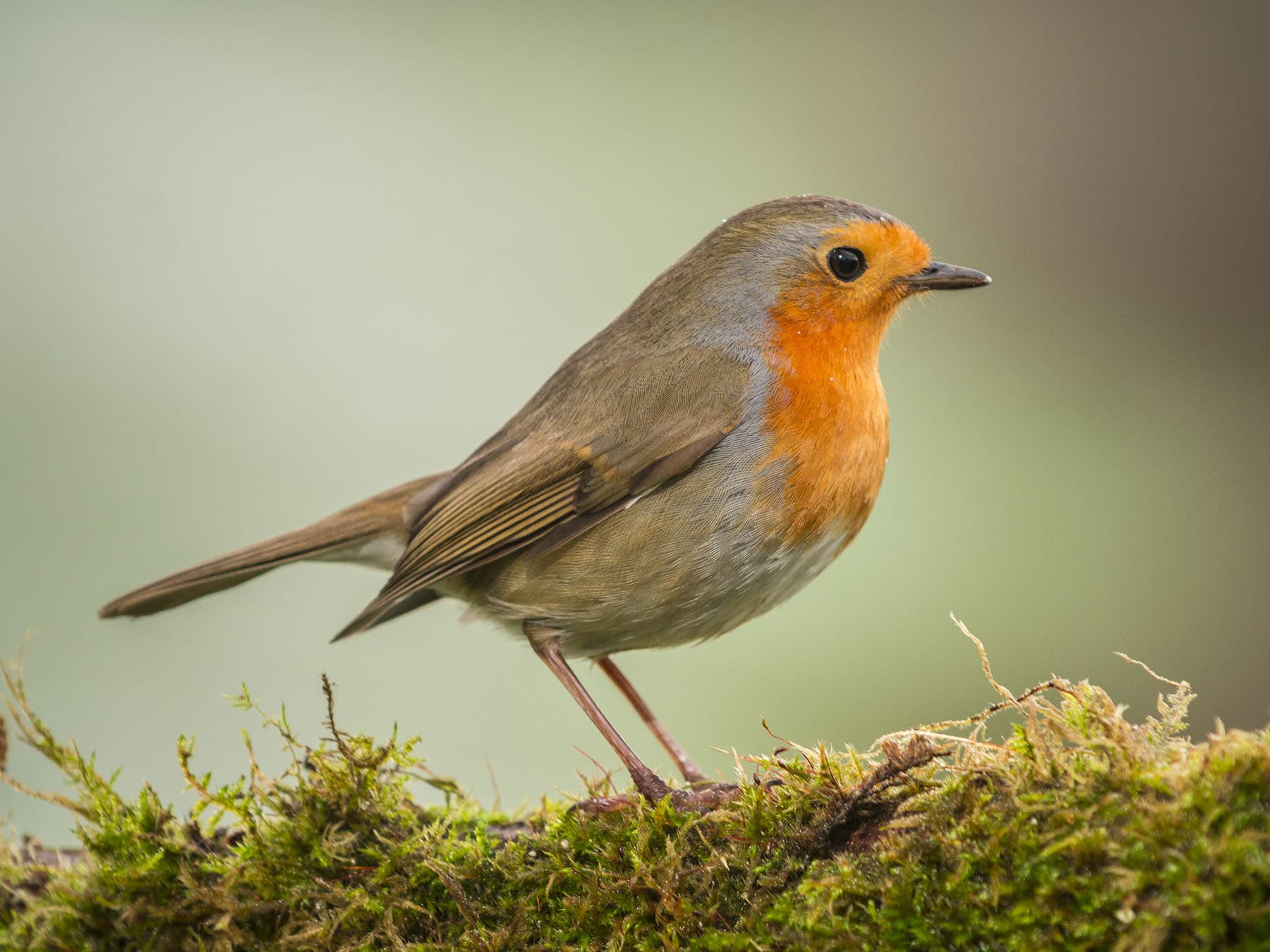 An adult Robin: orange-red face and breast edged with blue-grey, and a plain brown back