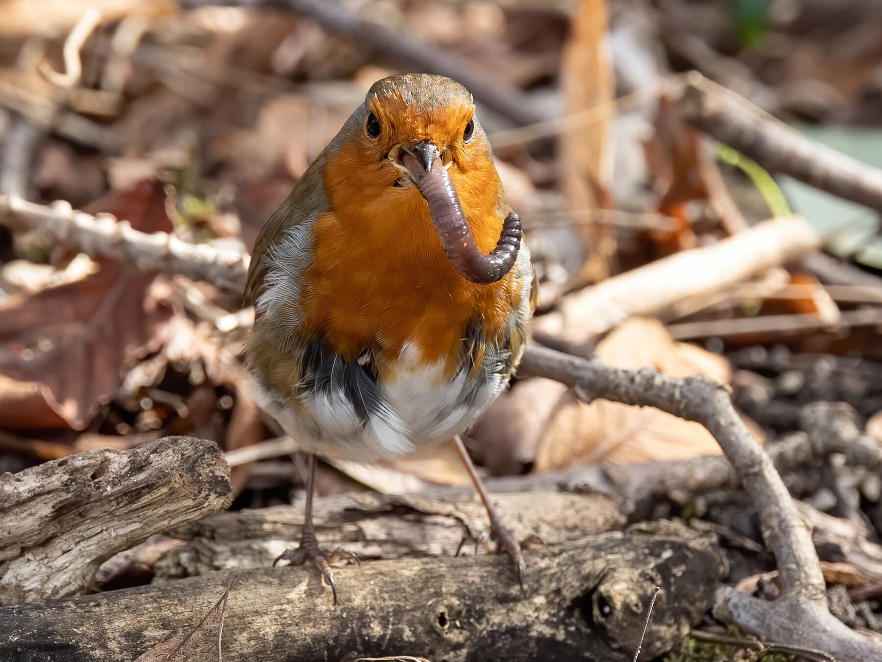 European robin eating worm
