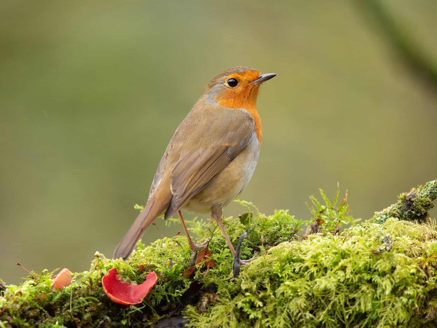 European robin lifespan