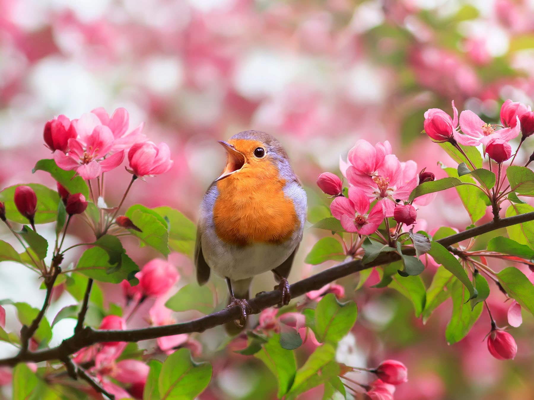 European robin singing
