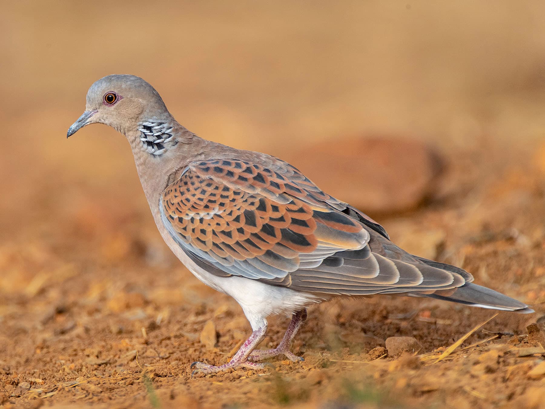 European turtle dove