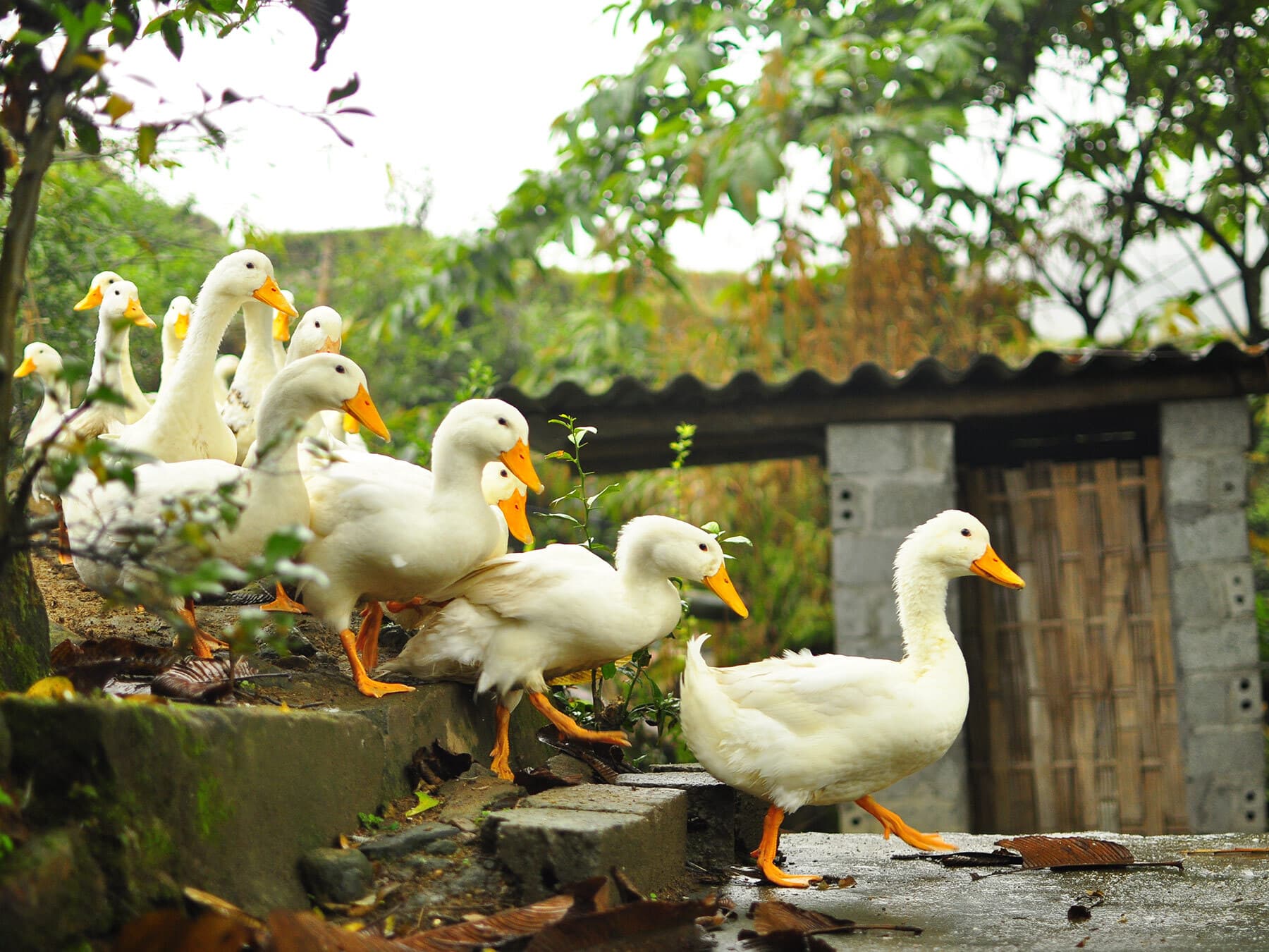 Excited domestic ducks