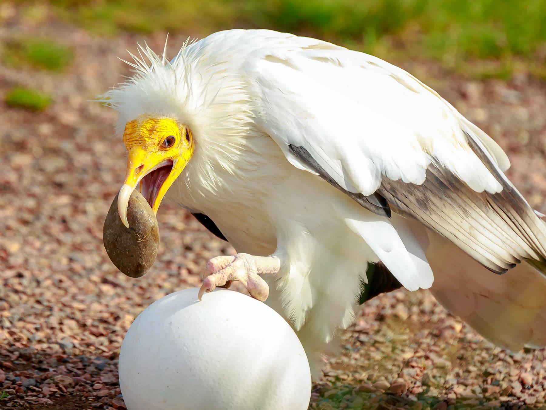 Eygtian vulture using stone to break an egg