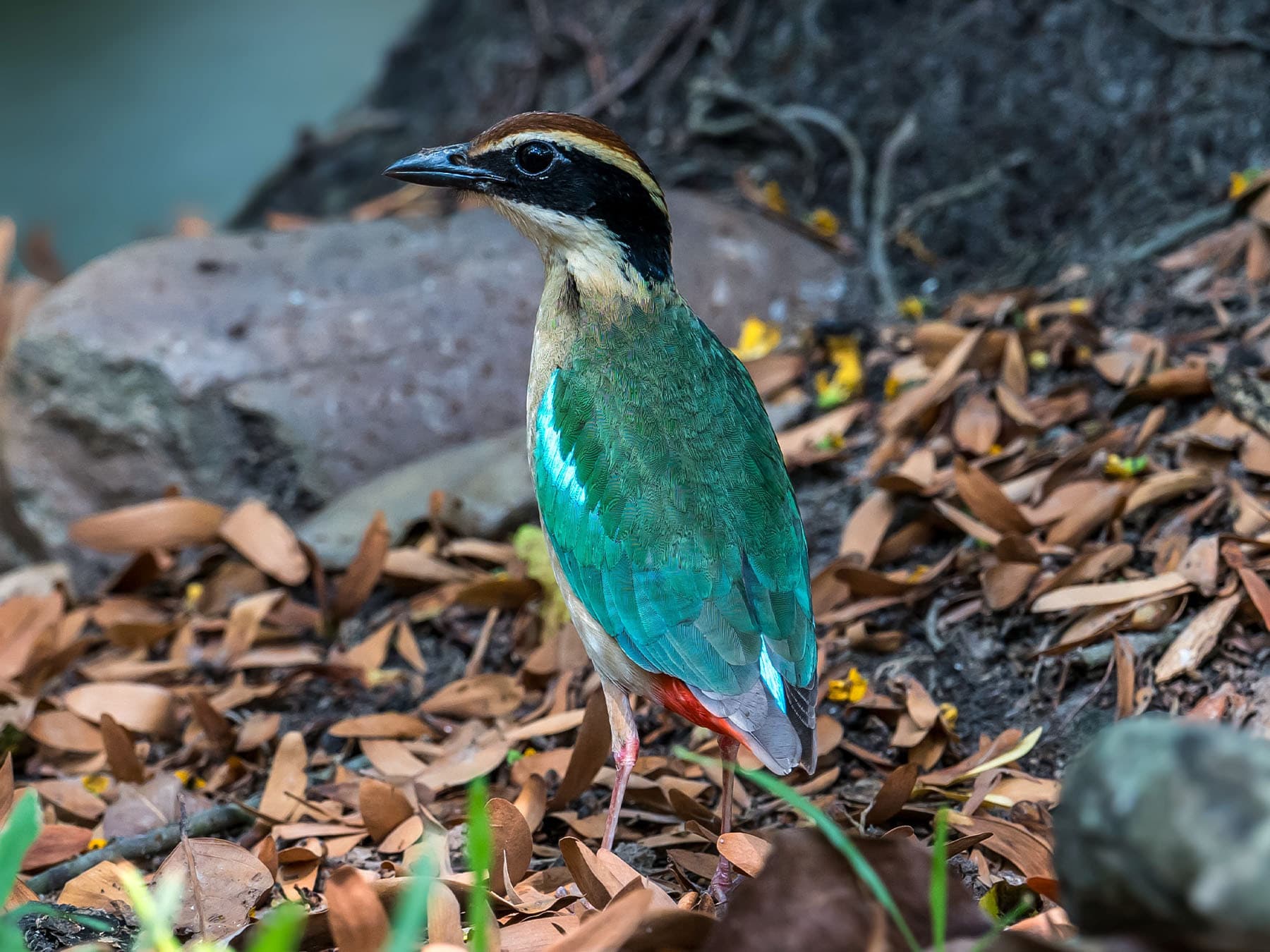 Fairy Pitta foraging