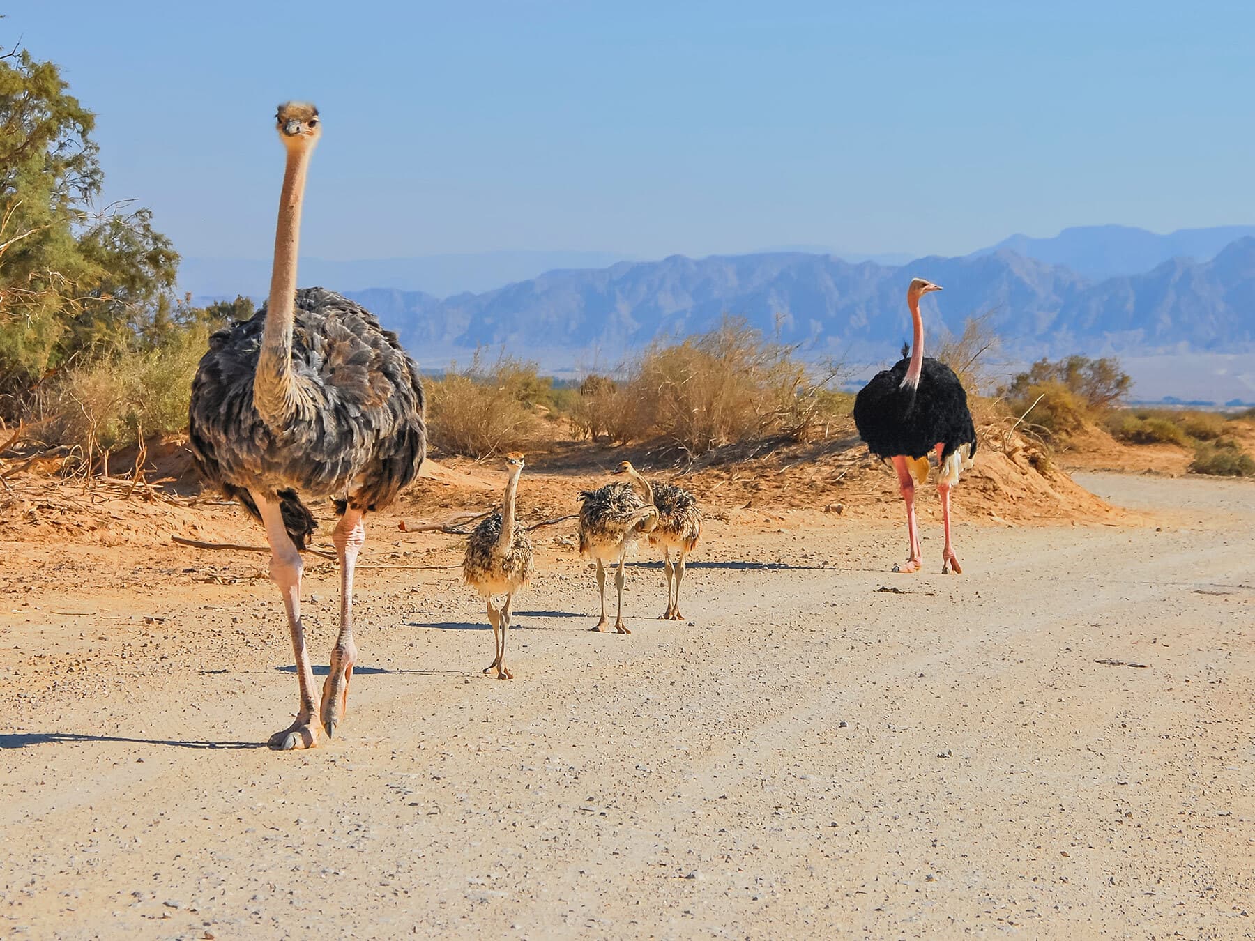 Family of african ostriches